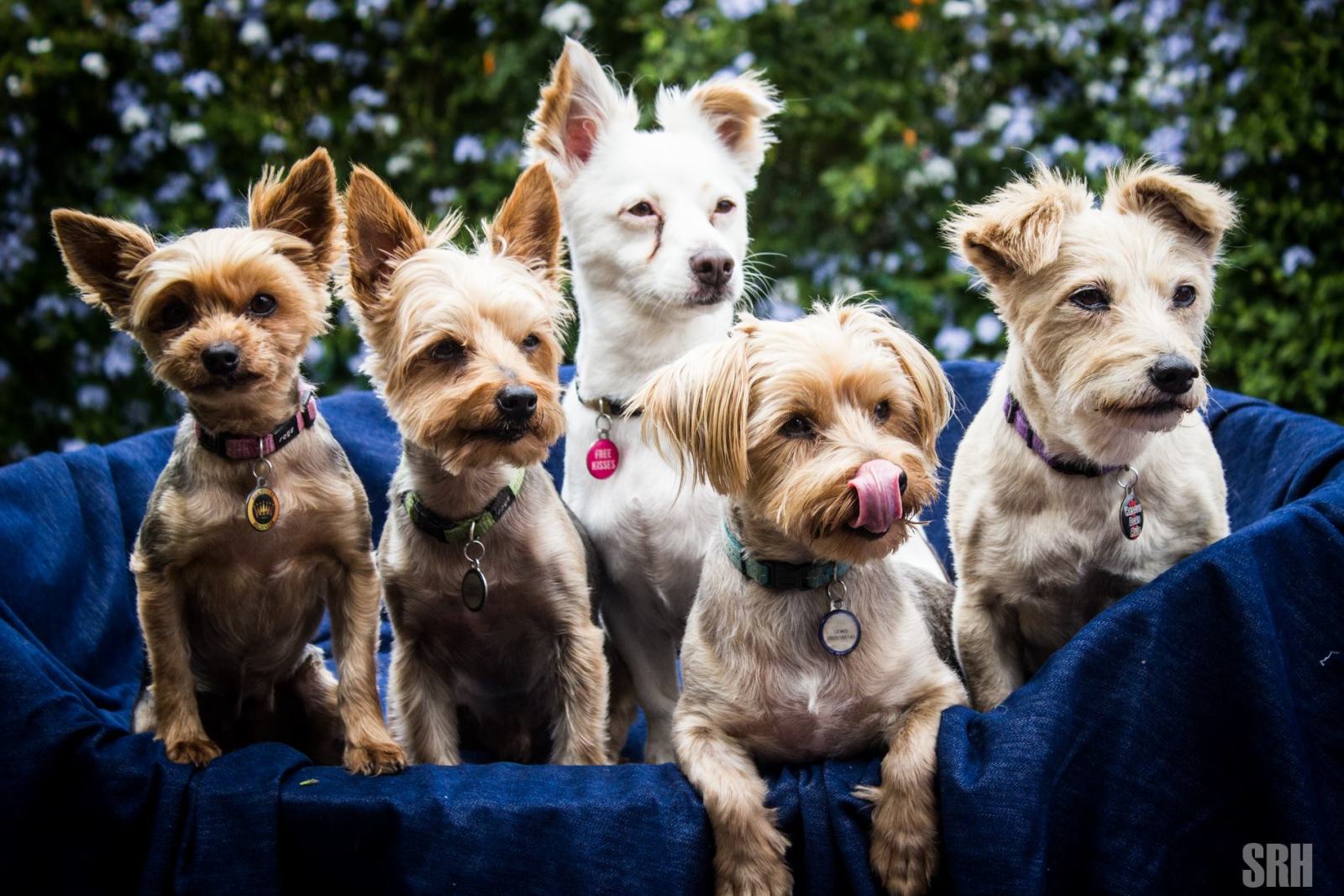 A Basket Full Of Love