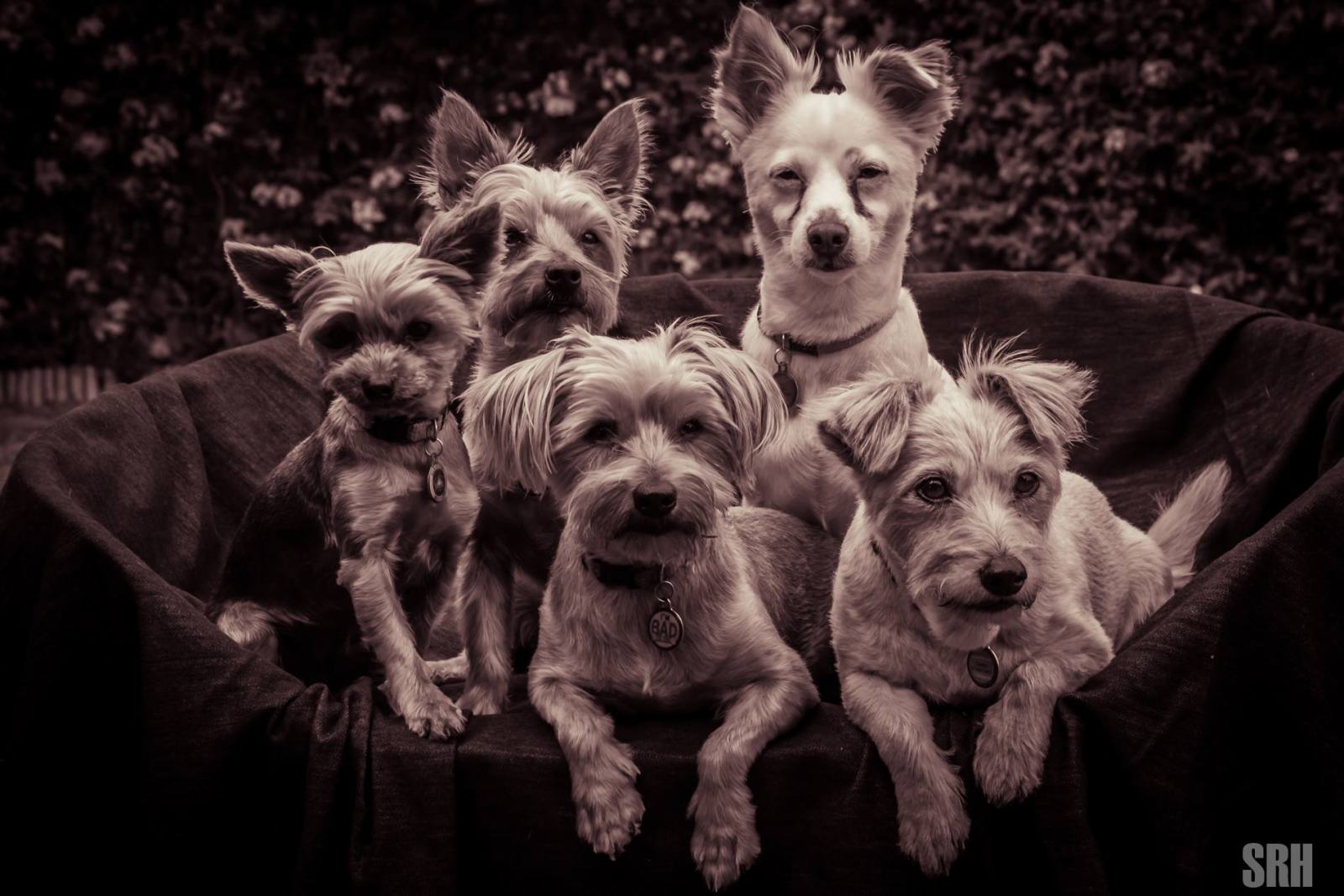 A Basket Full Of Love