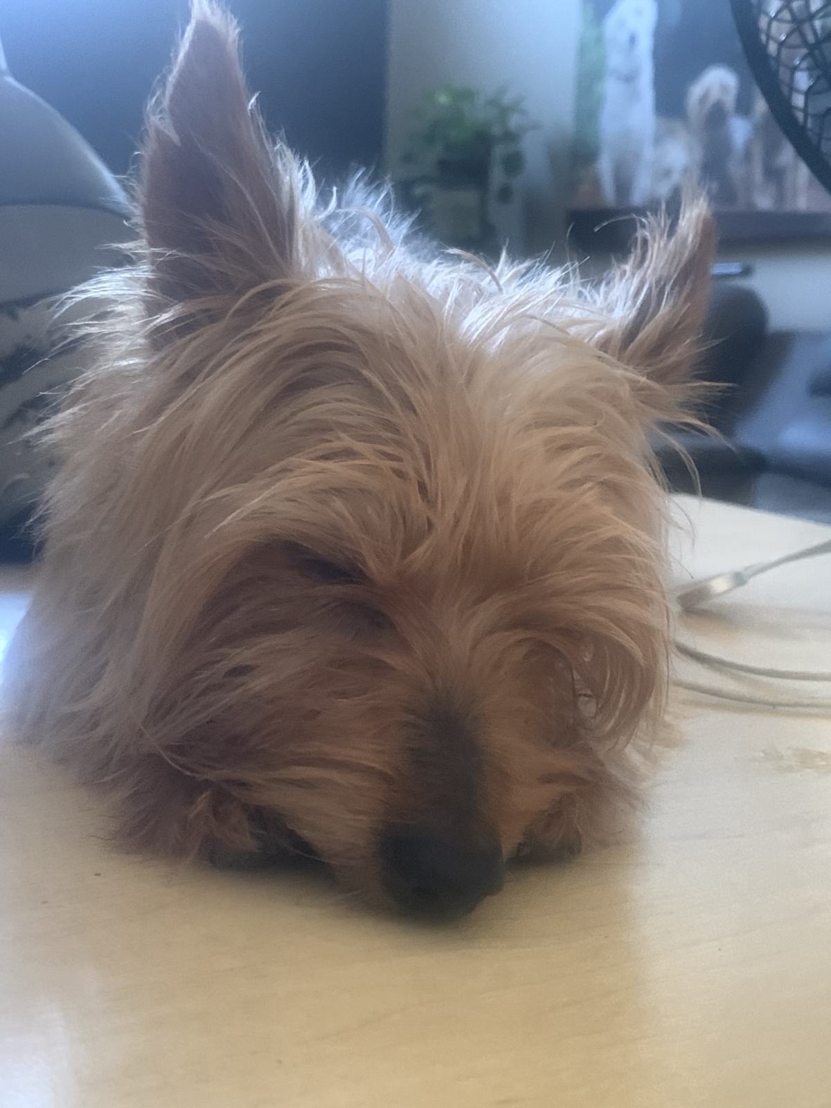 A Home Grooming