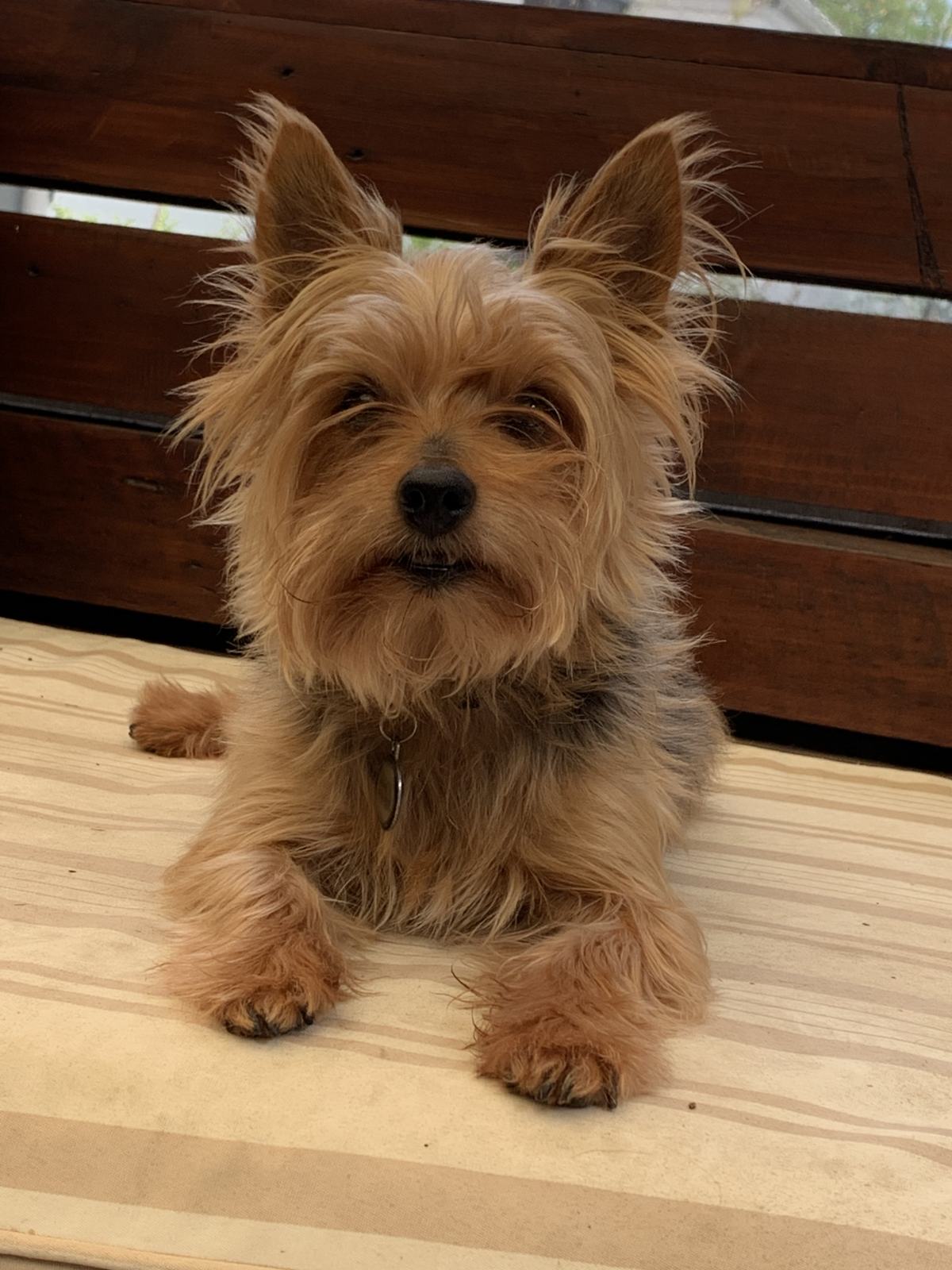 A Home Grooming