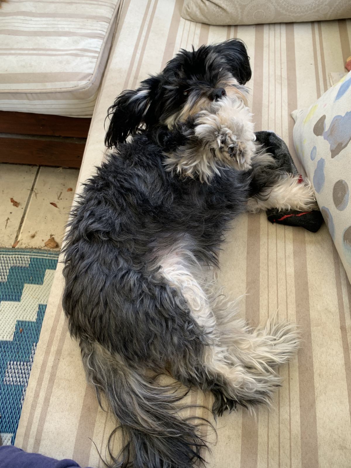 A Home Grooming