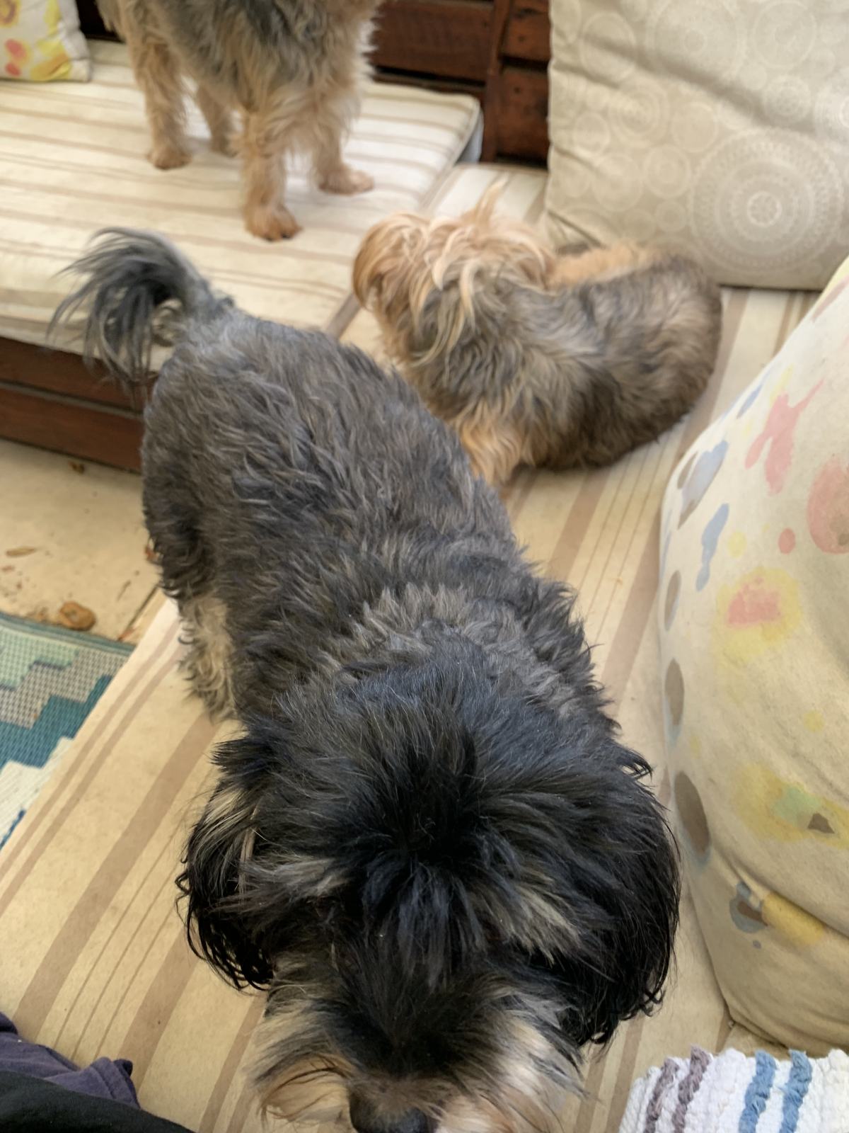 A Home Grooming