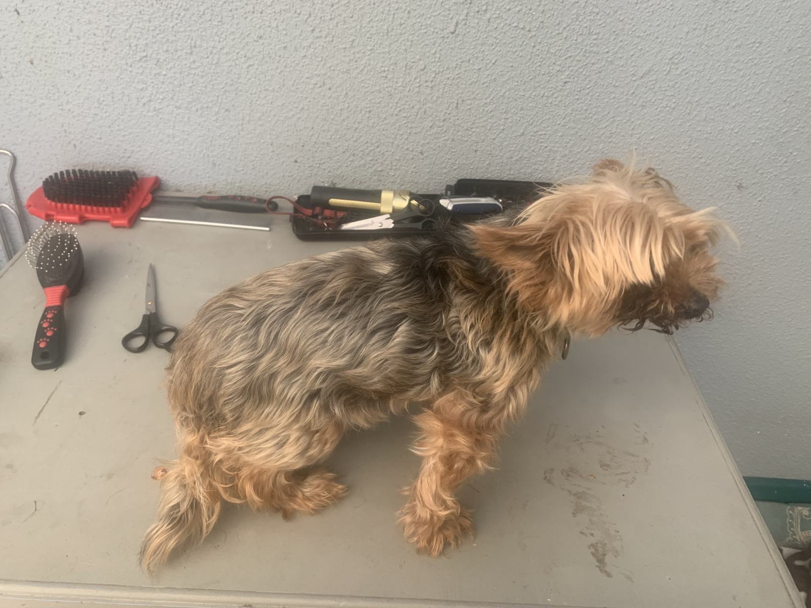 A Home Grooming