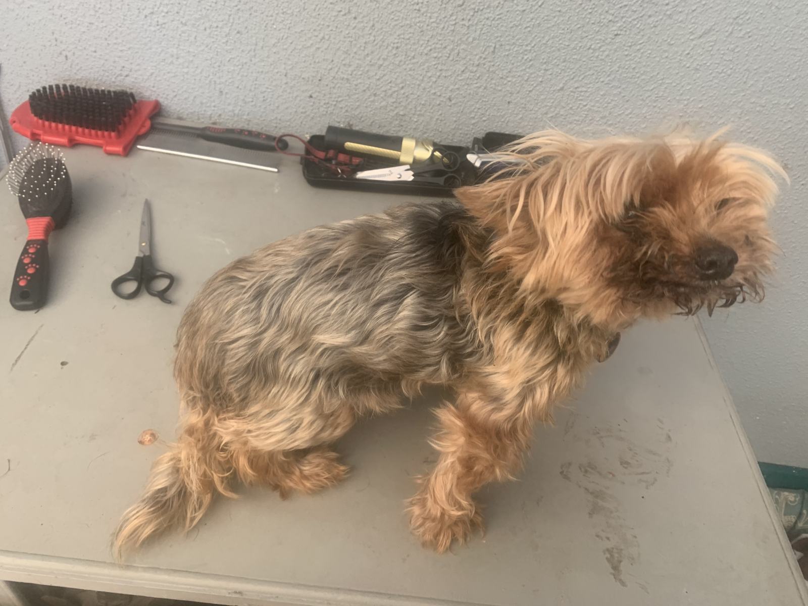 A Home Grooming
