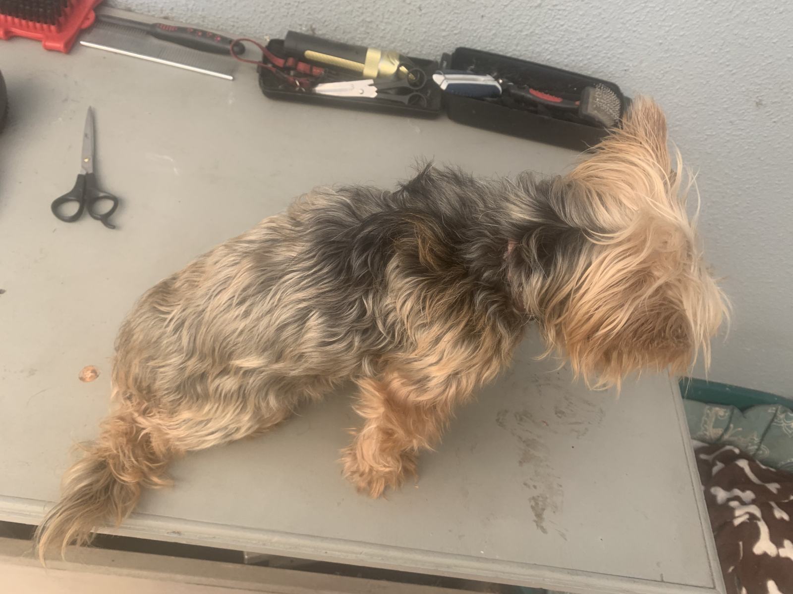A Home Grooming
