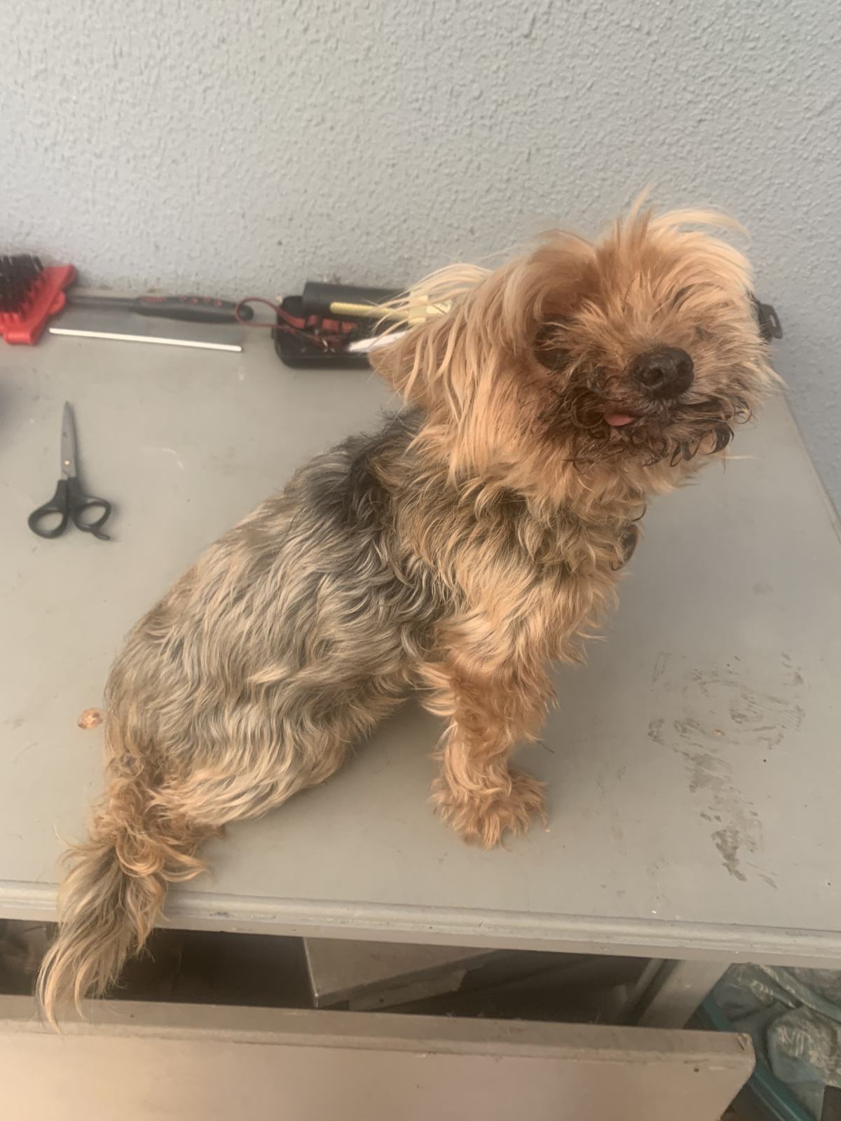 A Home Grooming
