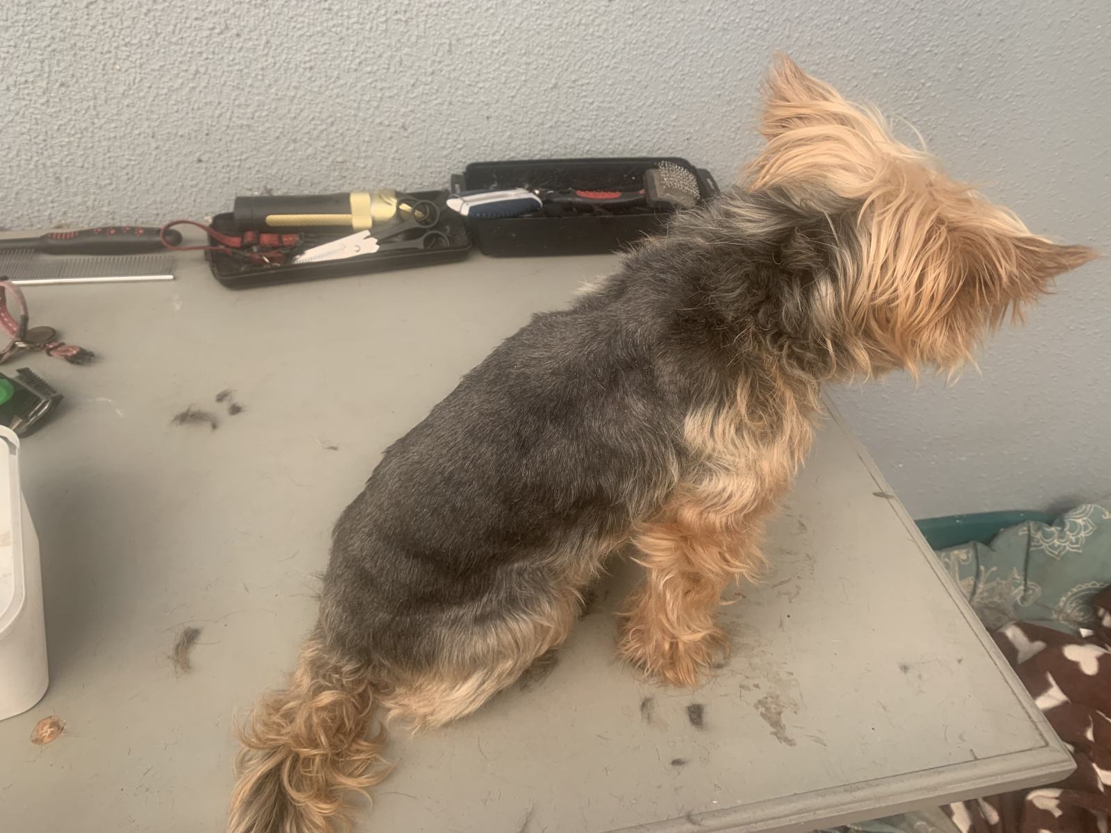 A Home Grooming