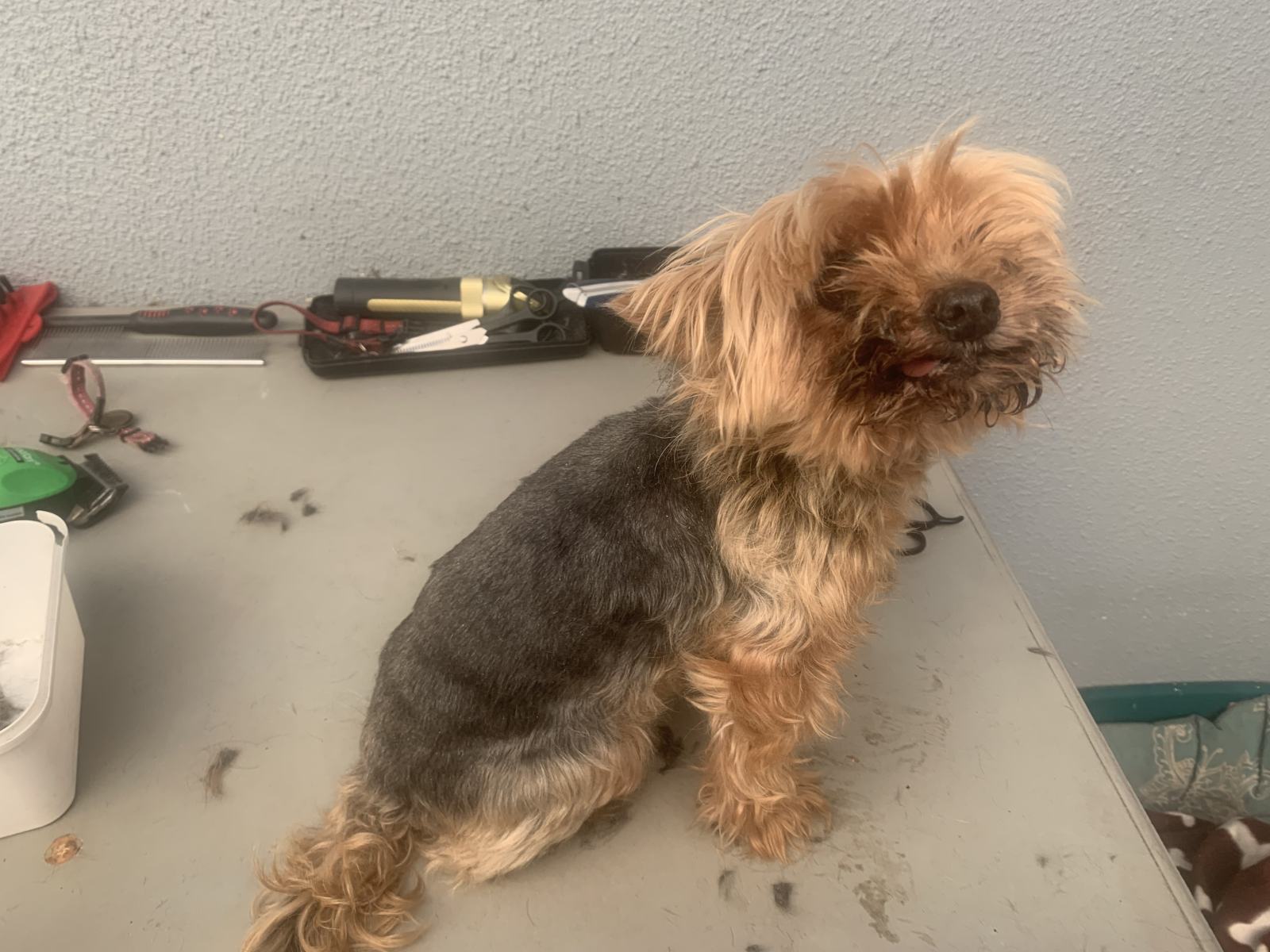 A Home Grooming