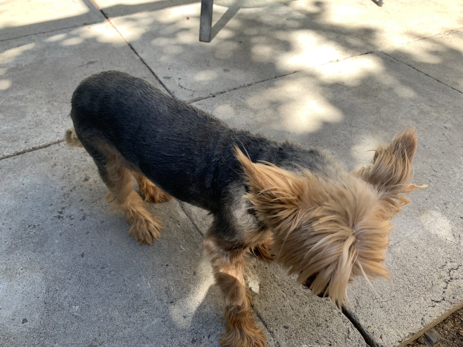 A Home Grooming