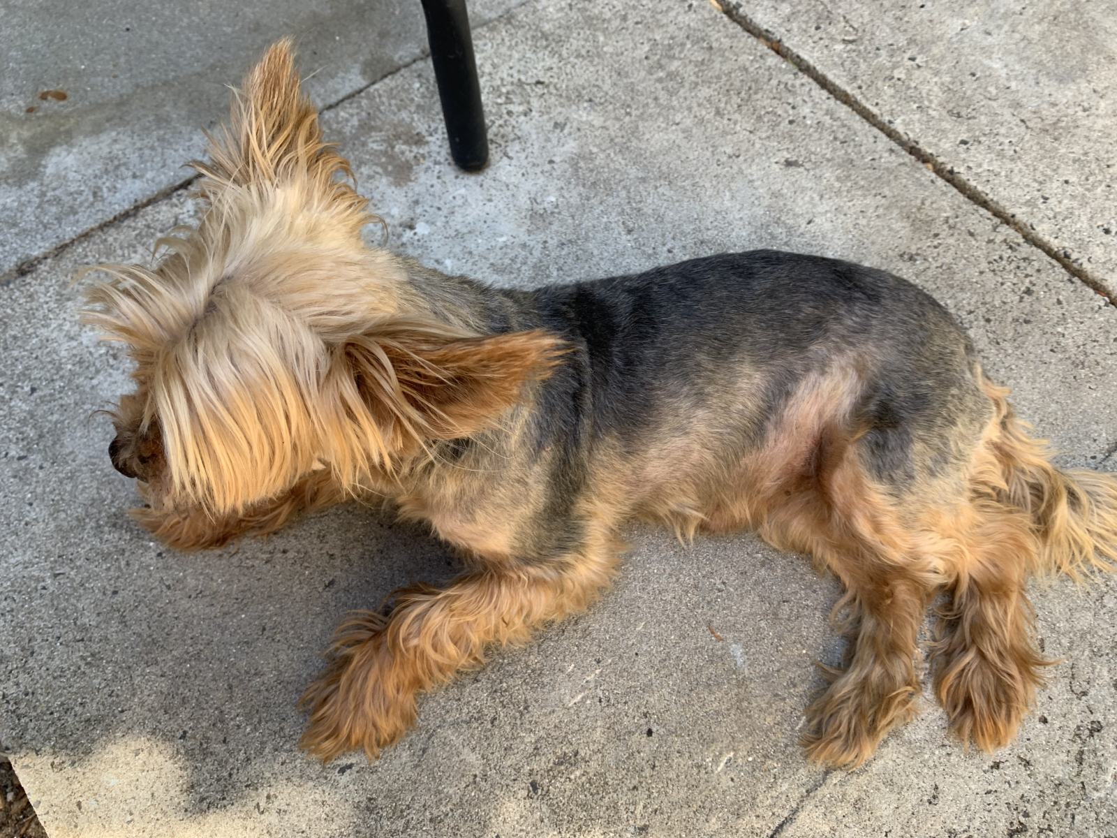 A Home Grooming