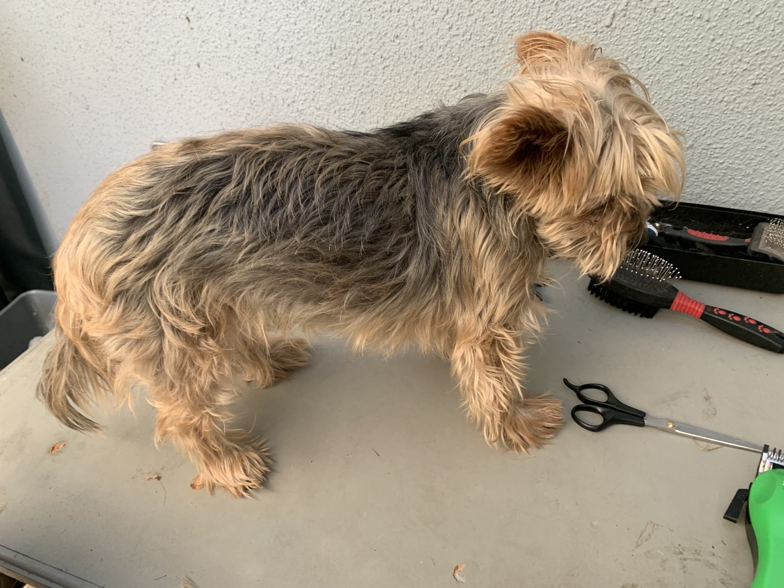 A Home Grooming