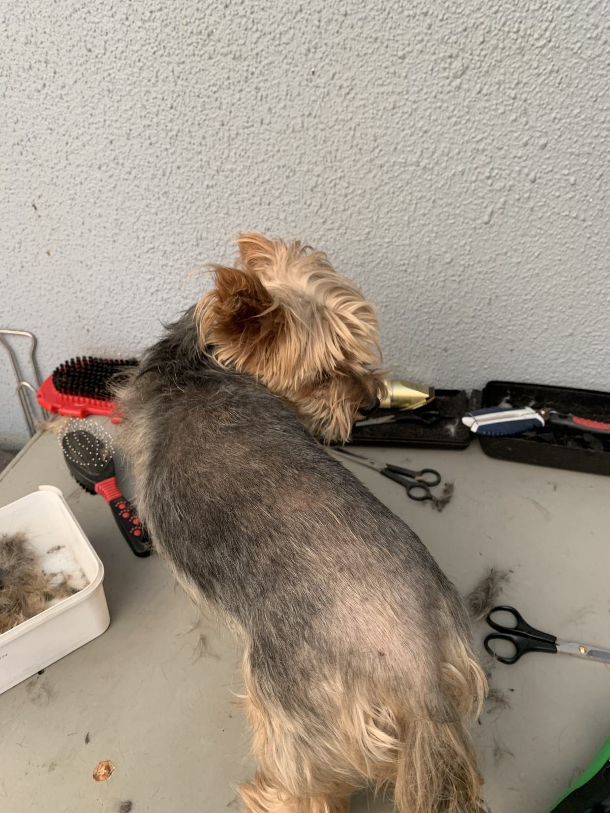 A Home Grooming