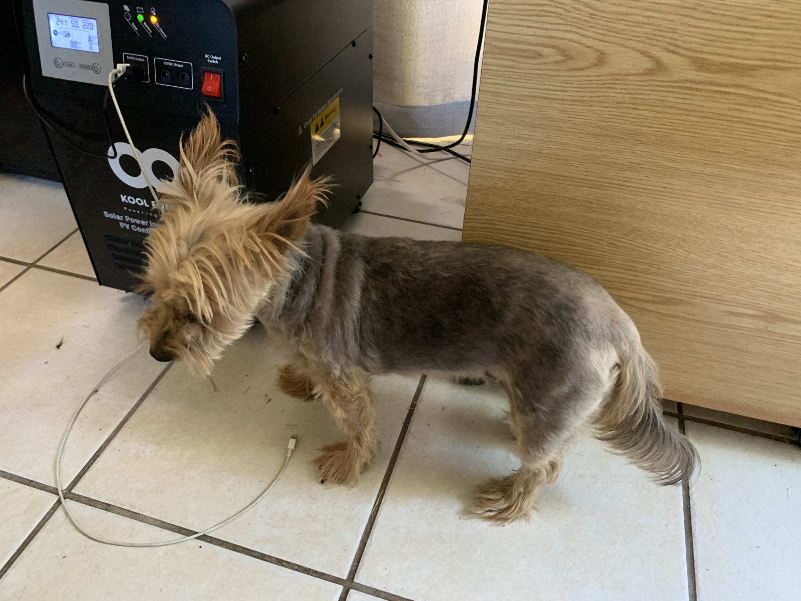 A Home Grooming