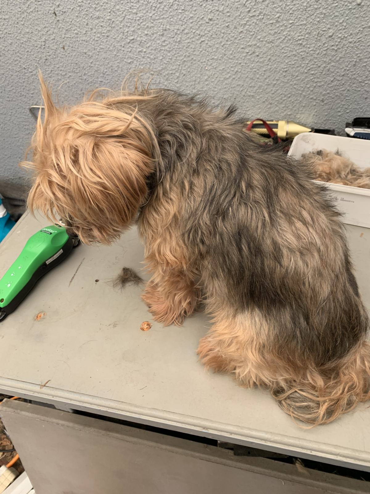 A Home Grooming