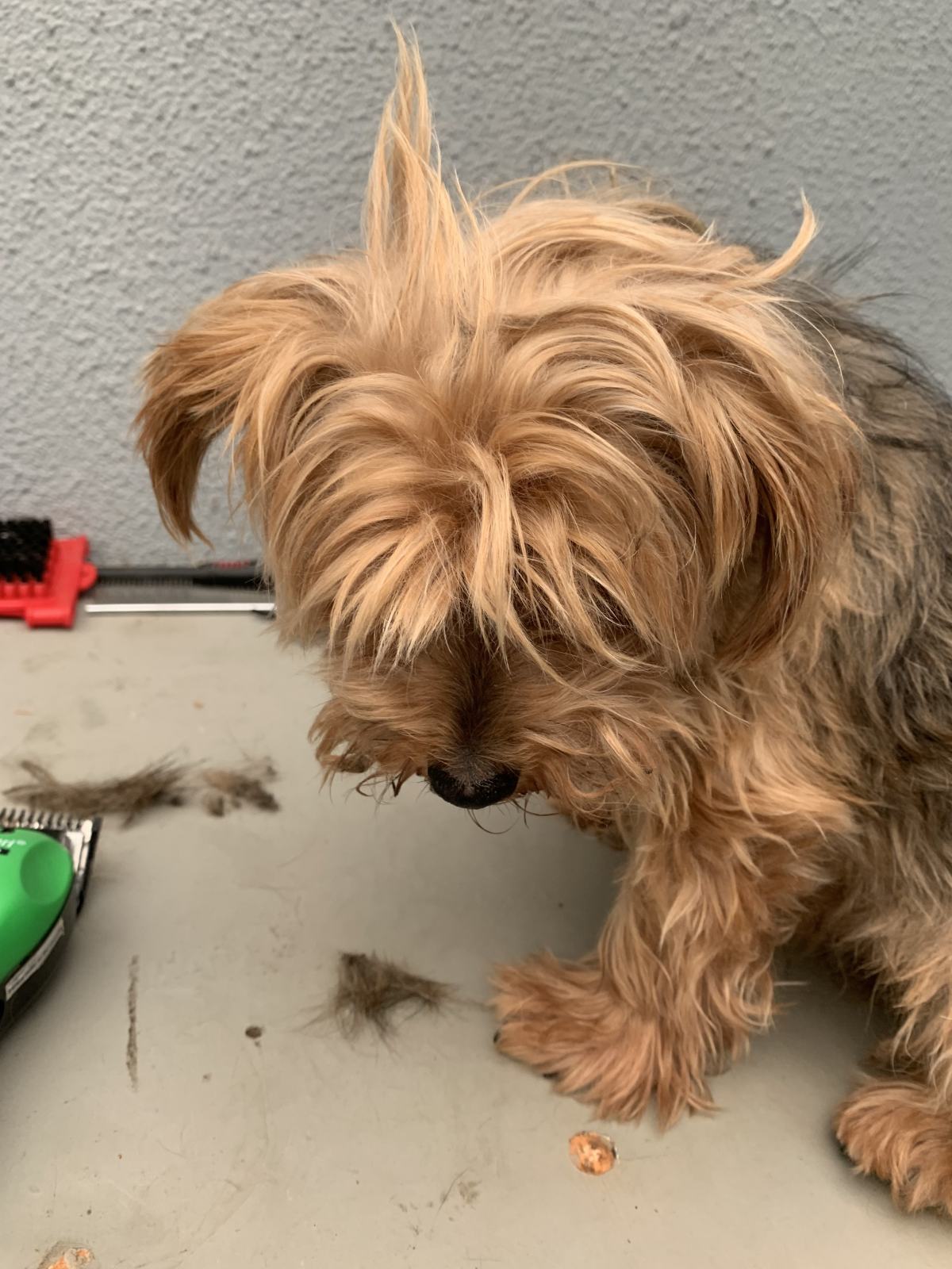 A Home Grooming