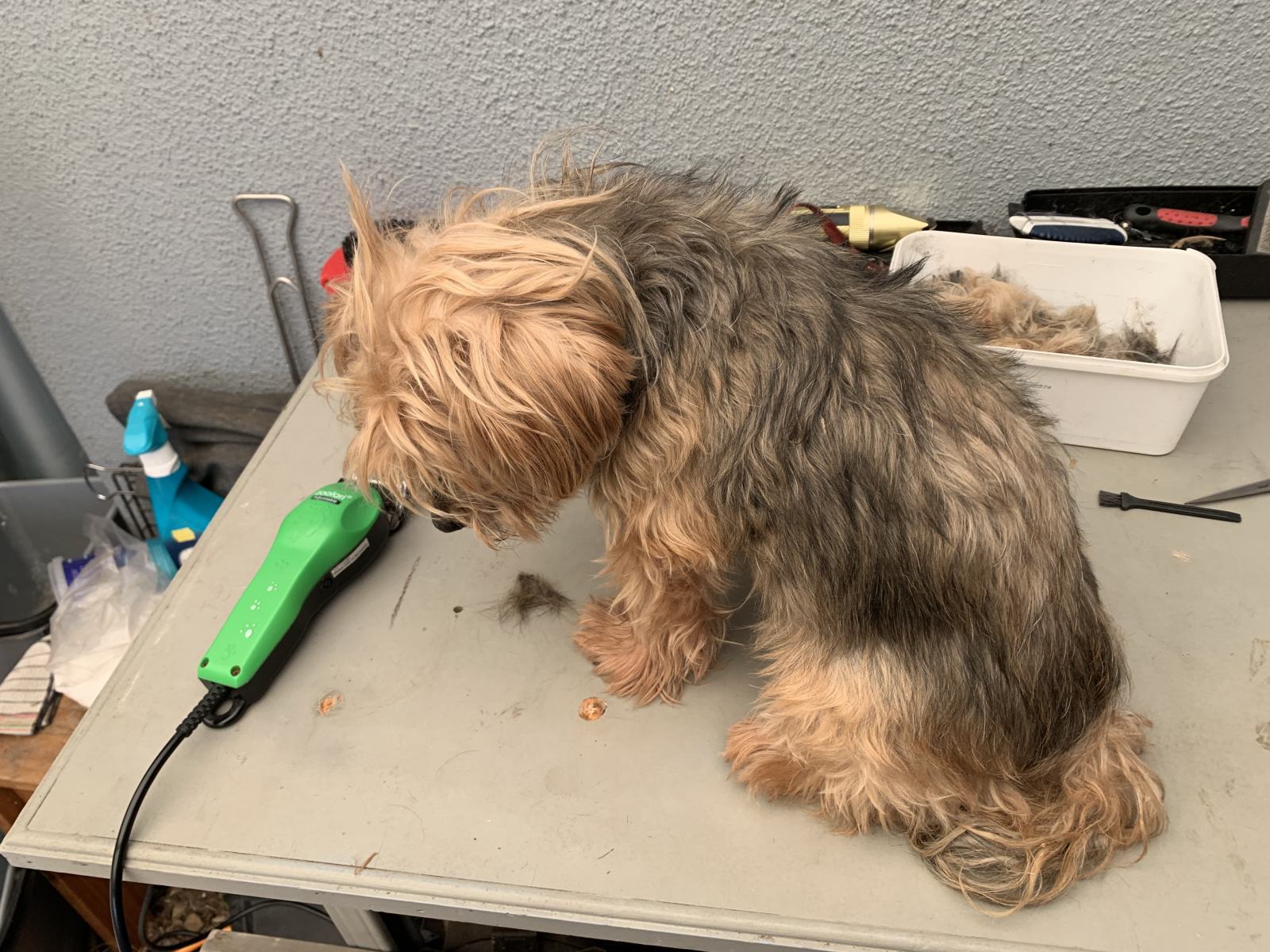 A Home Grooming