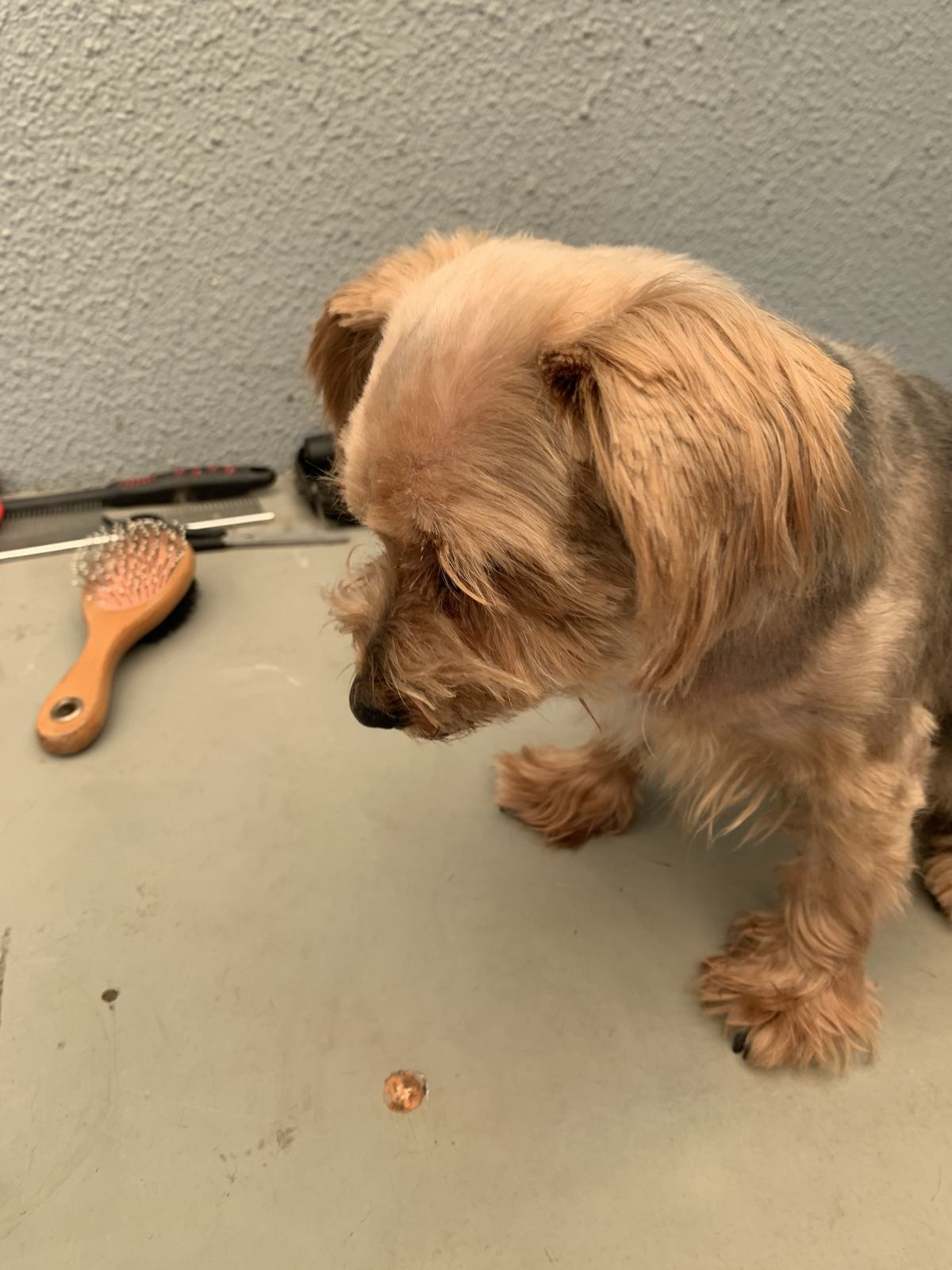 A Home Grooming