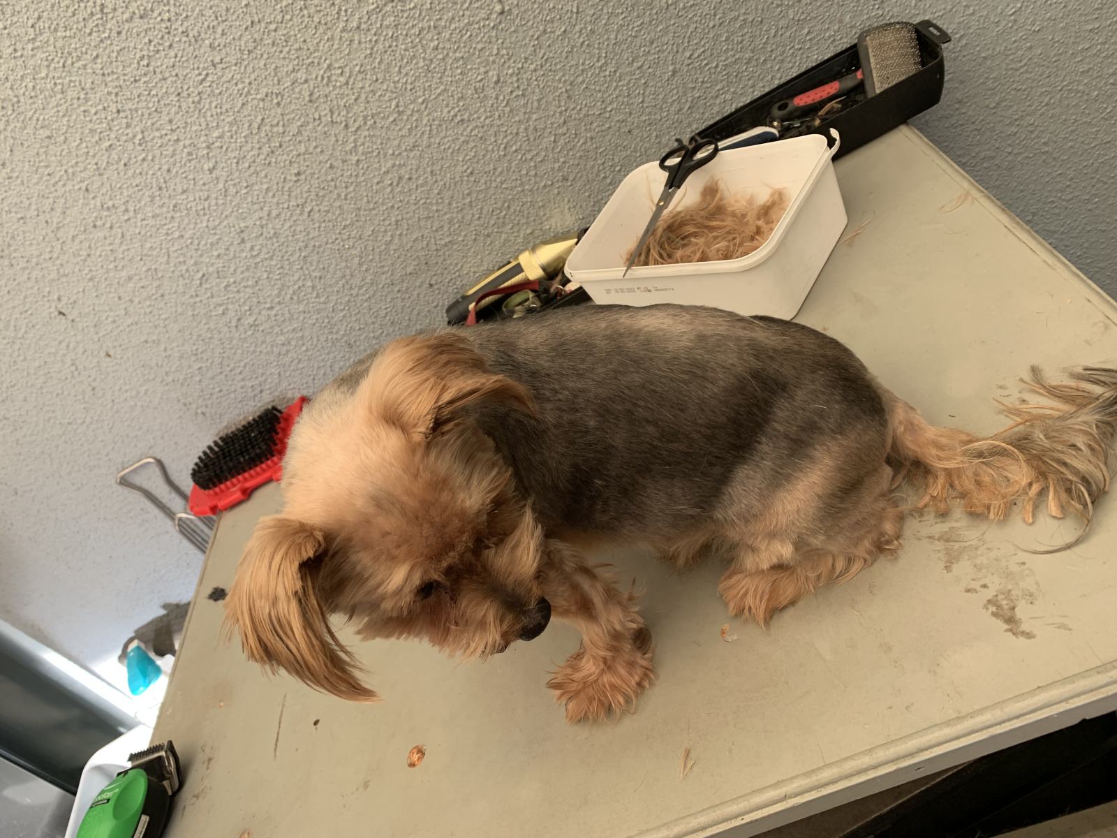 A Home Grooming