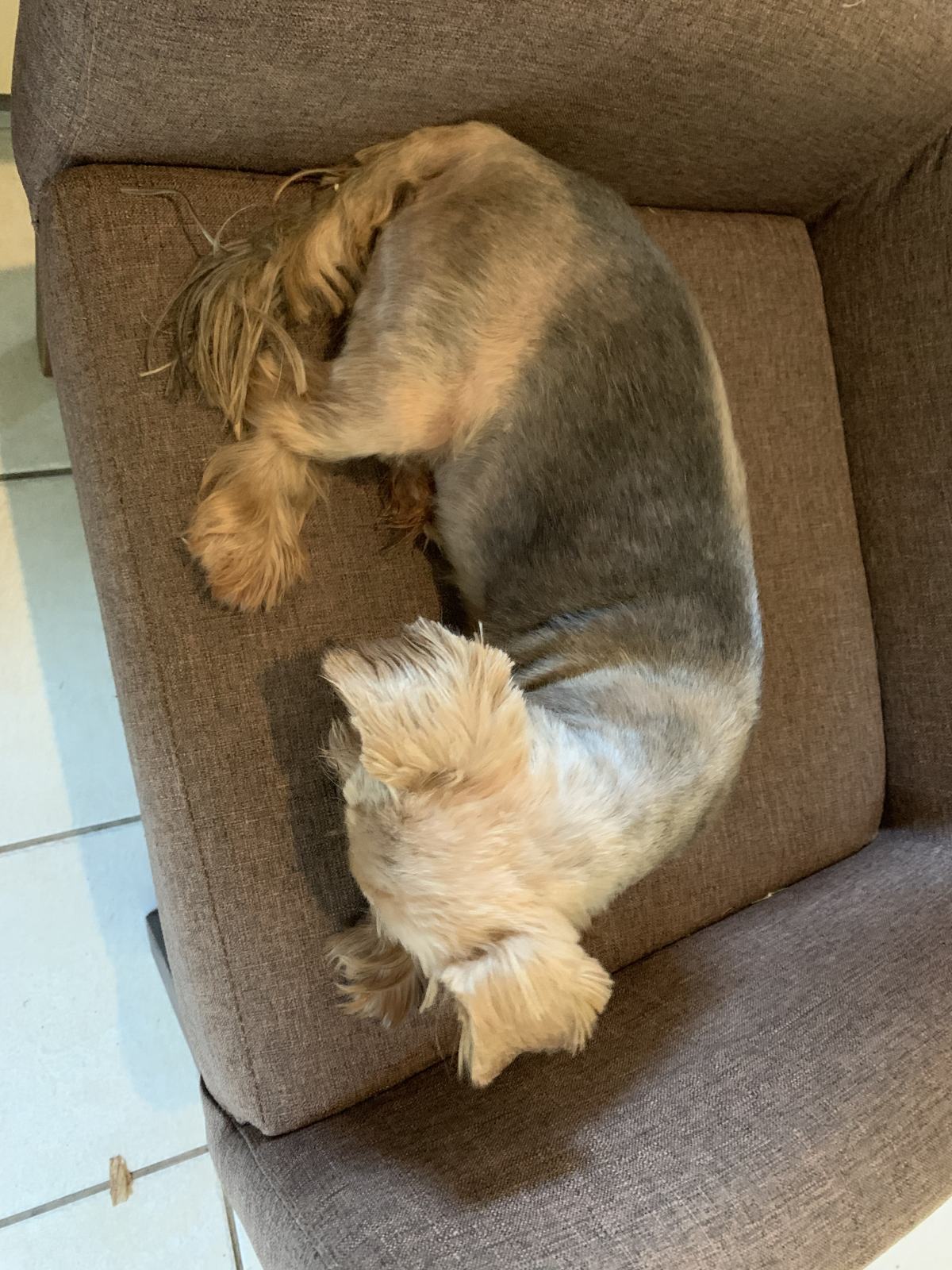 A Home Grooming