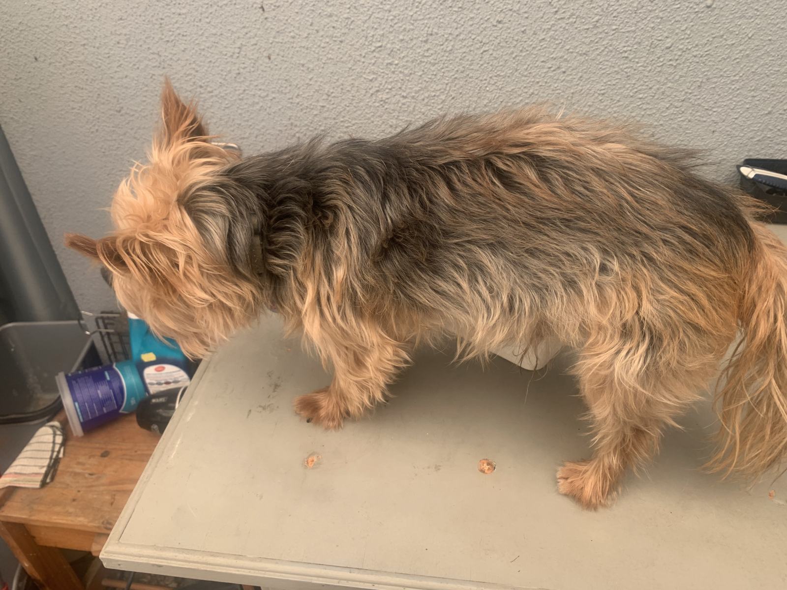 A Home Grooming