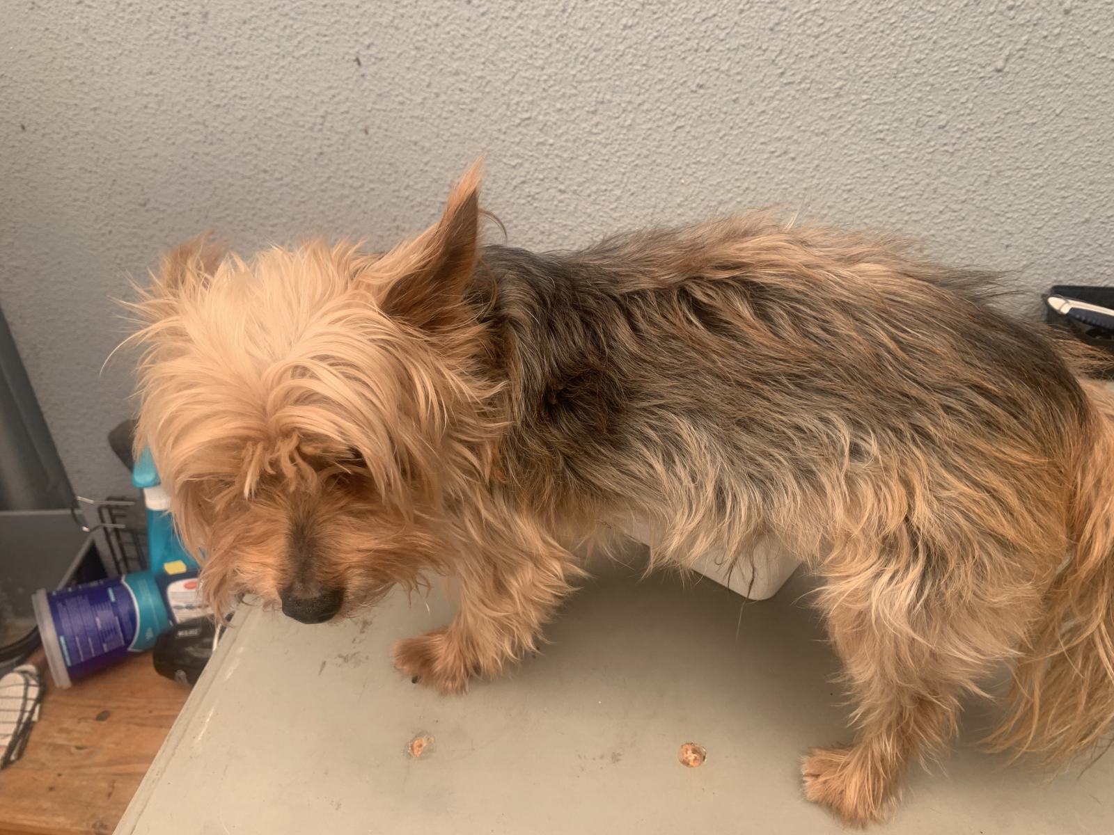A Home Grooming