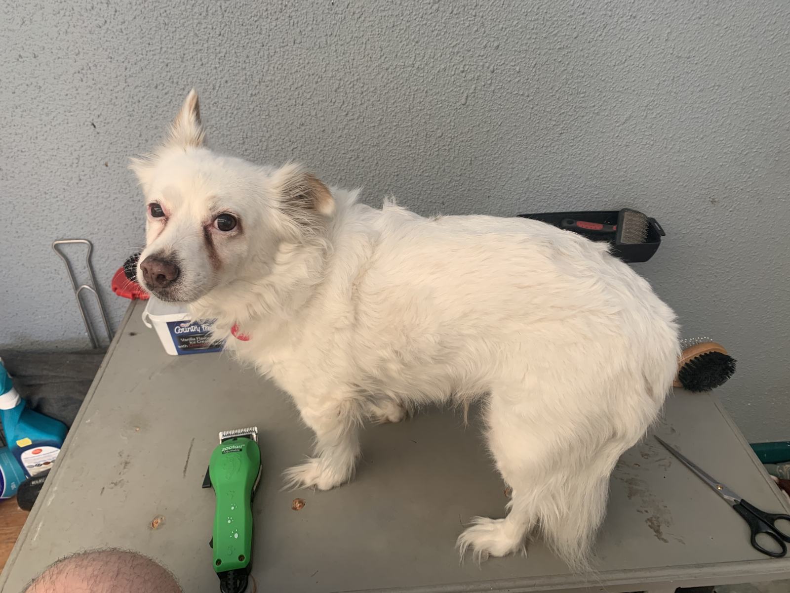 A Home Grooming