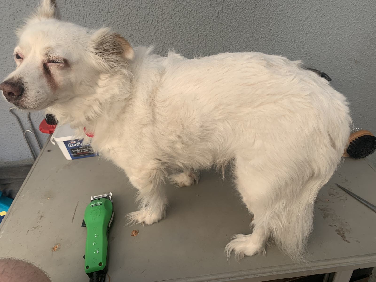 A Home Grooming