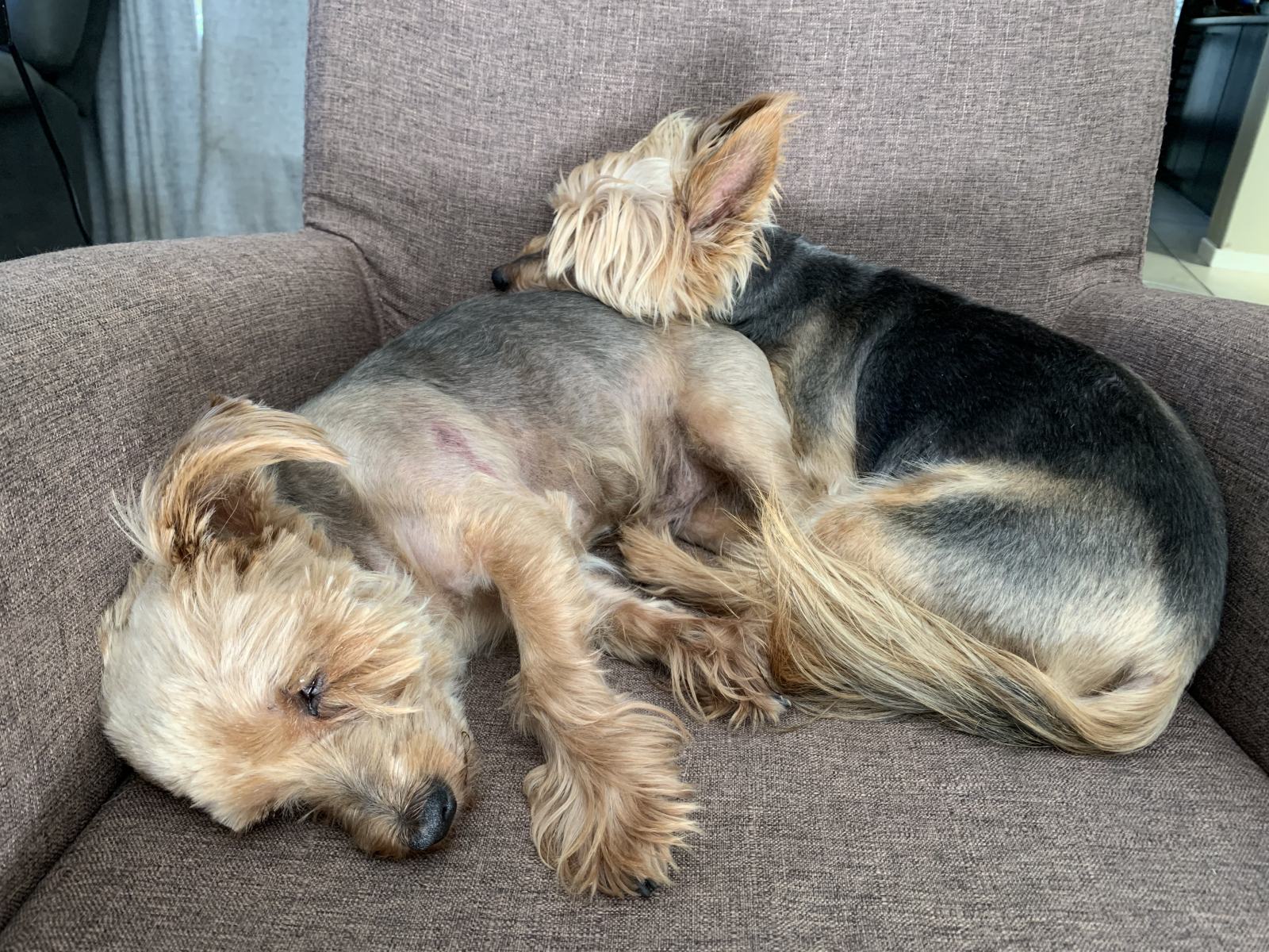 A Home Grooming