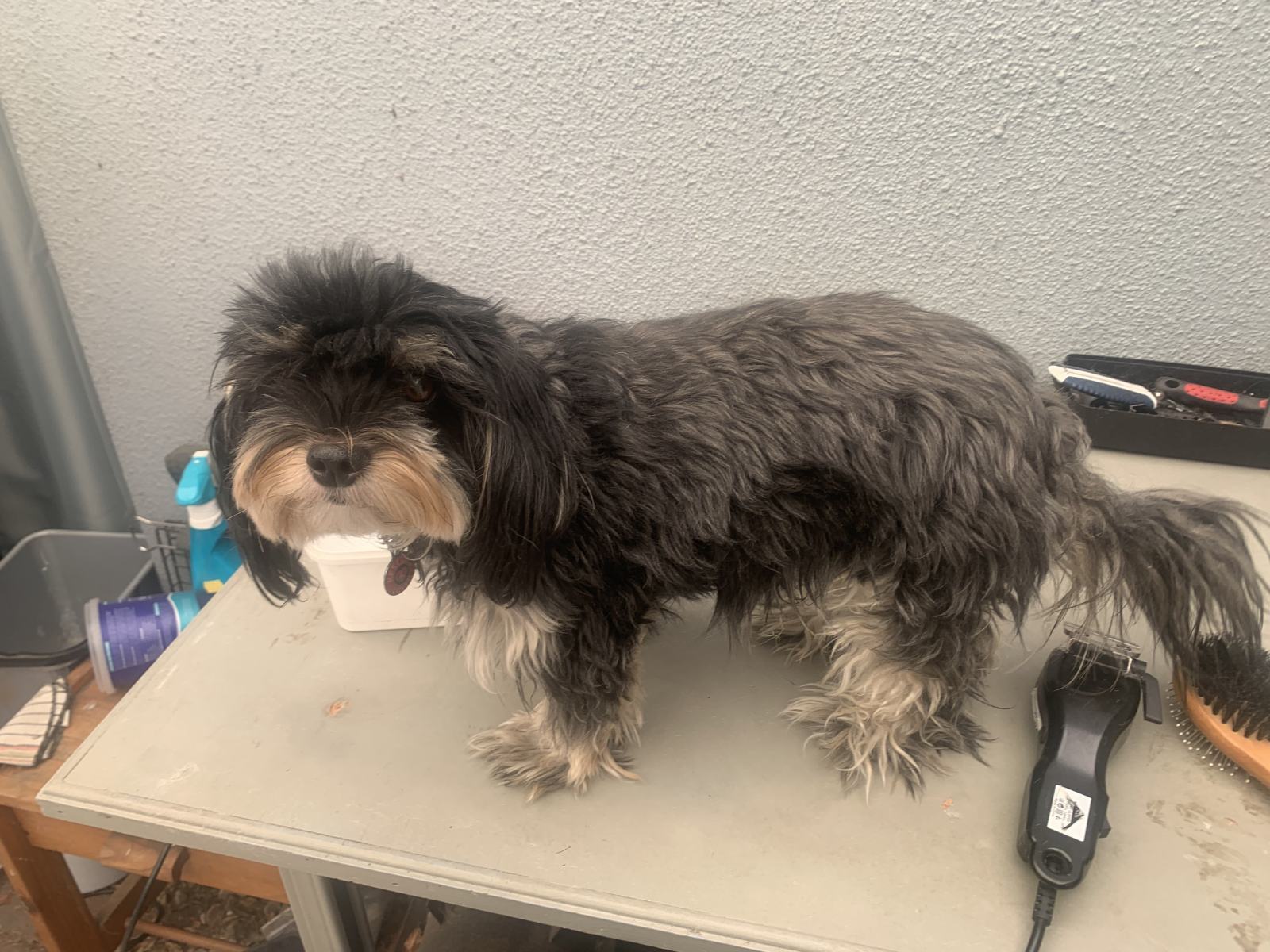A Home Grooming