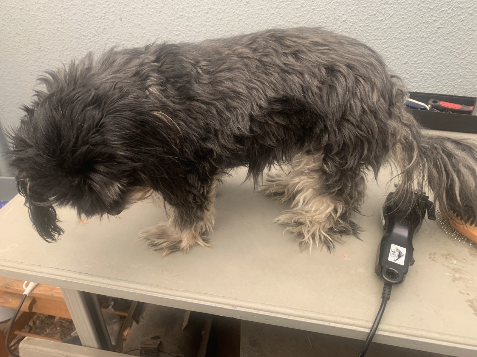 A Home Grooming
