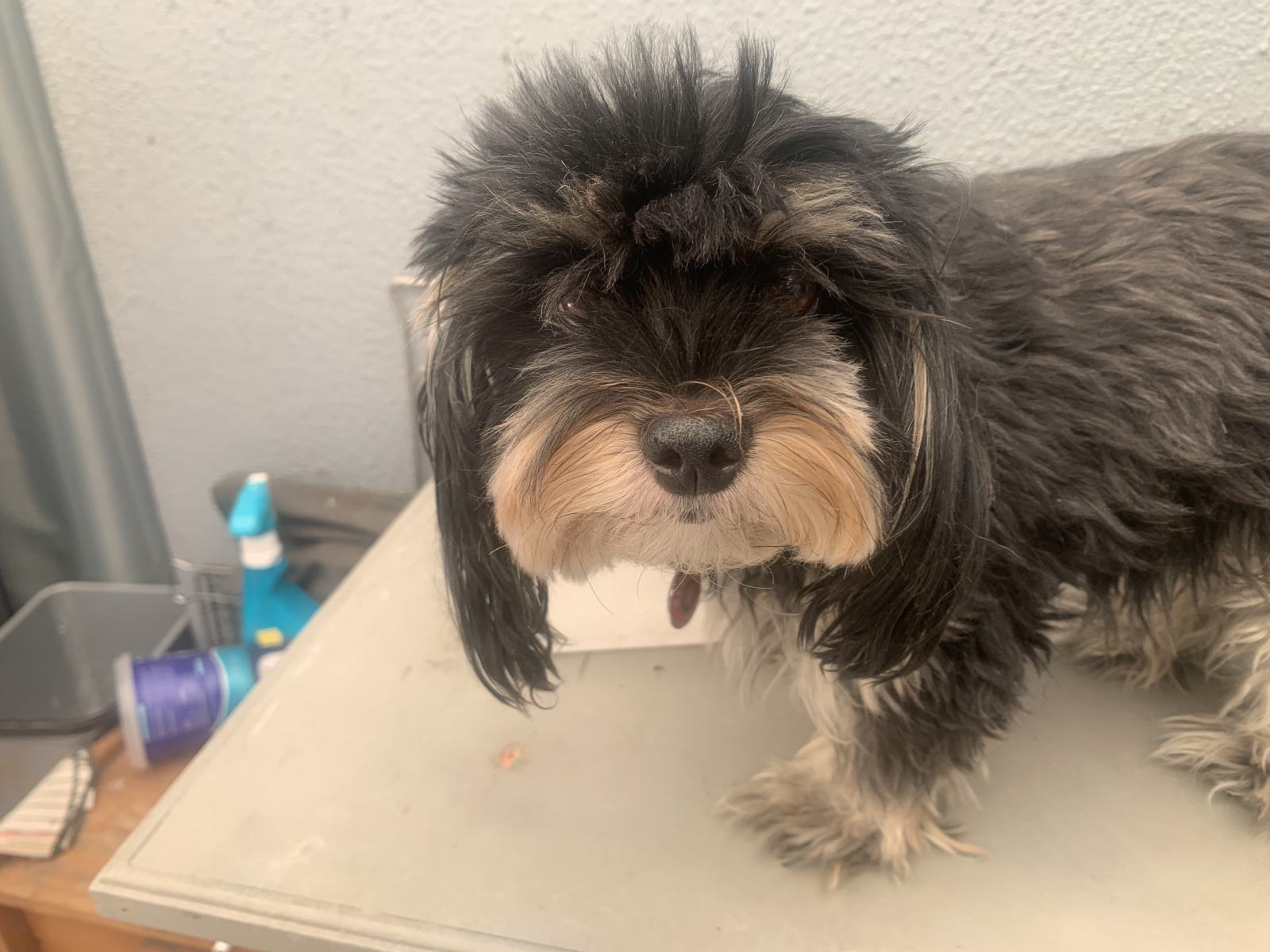 A Home Grooming