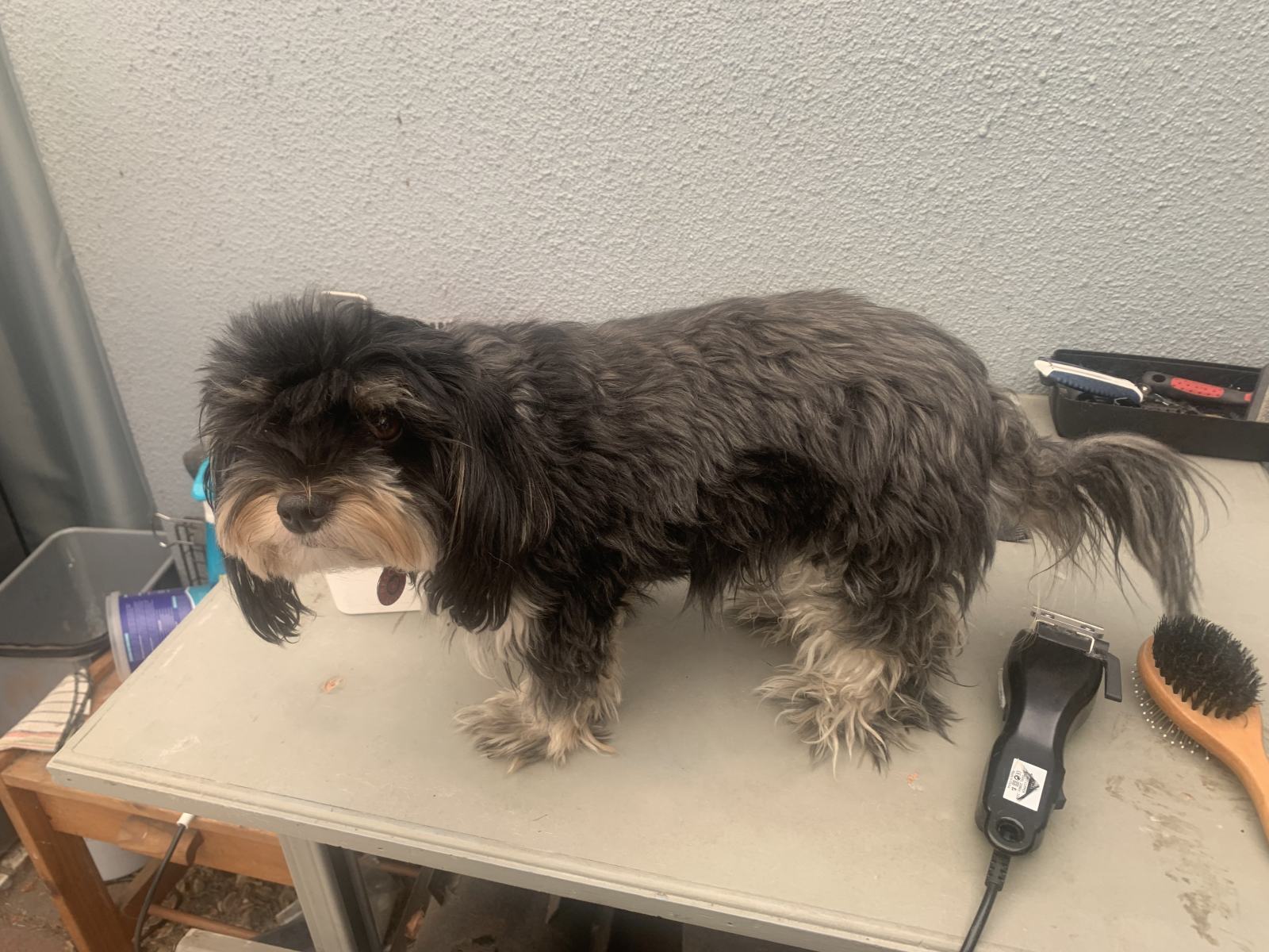 A Home Grooming