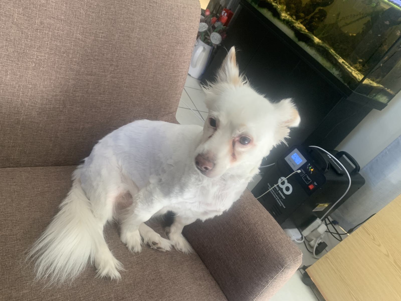 A Home Grooming