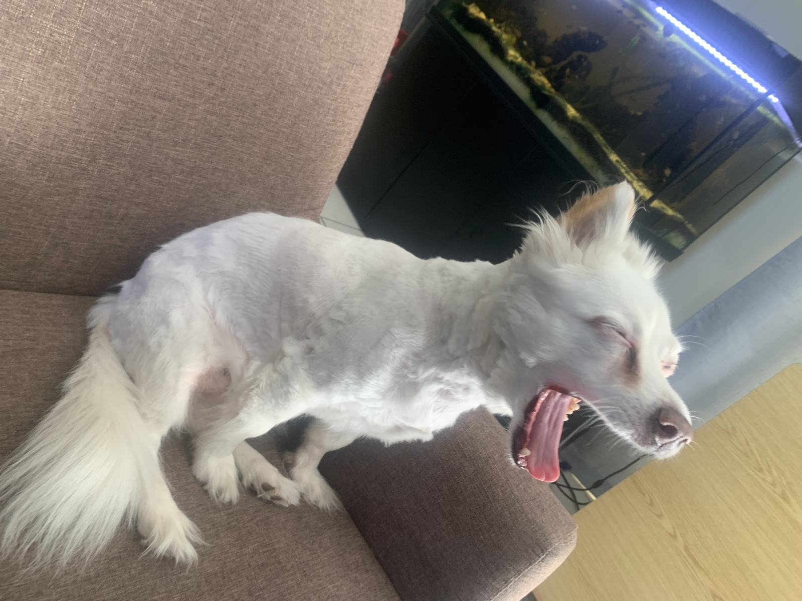 A Home Grooming