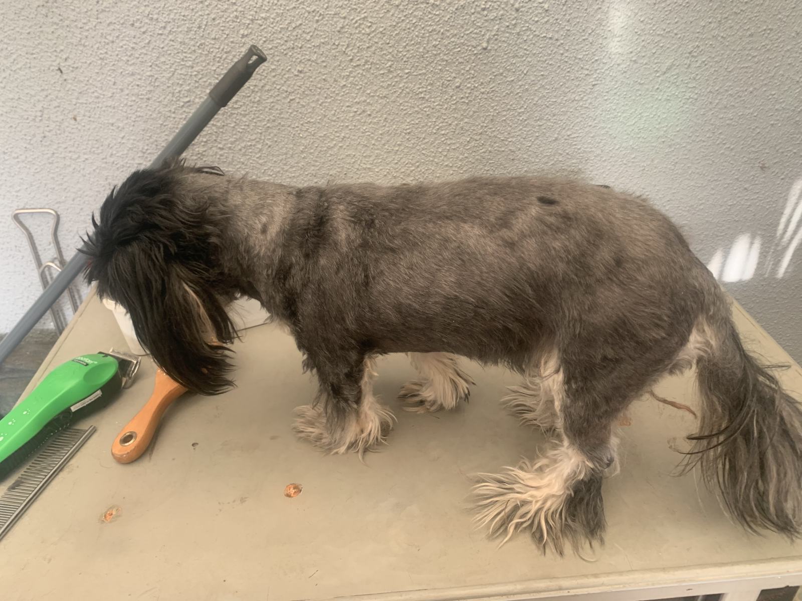A Home Grooming