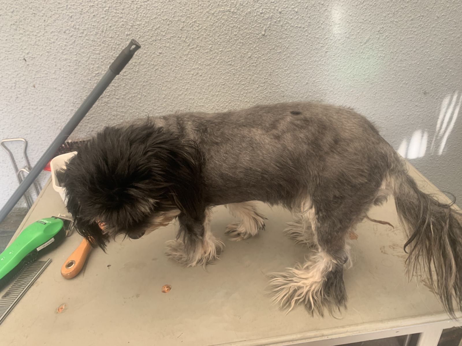 A Home Grooming