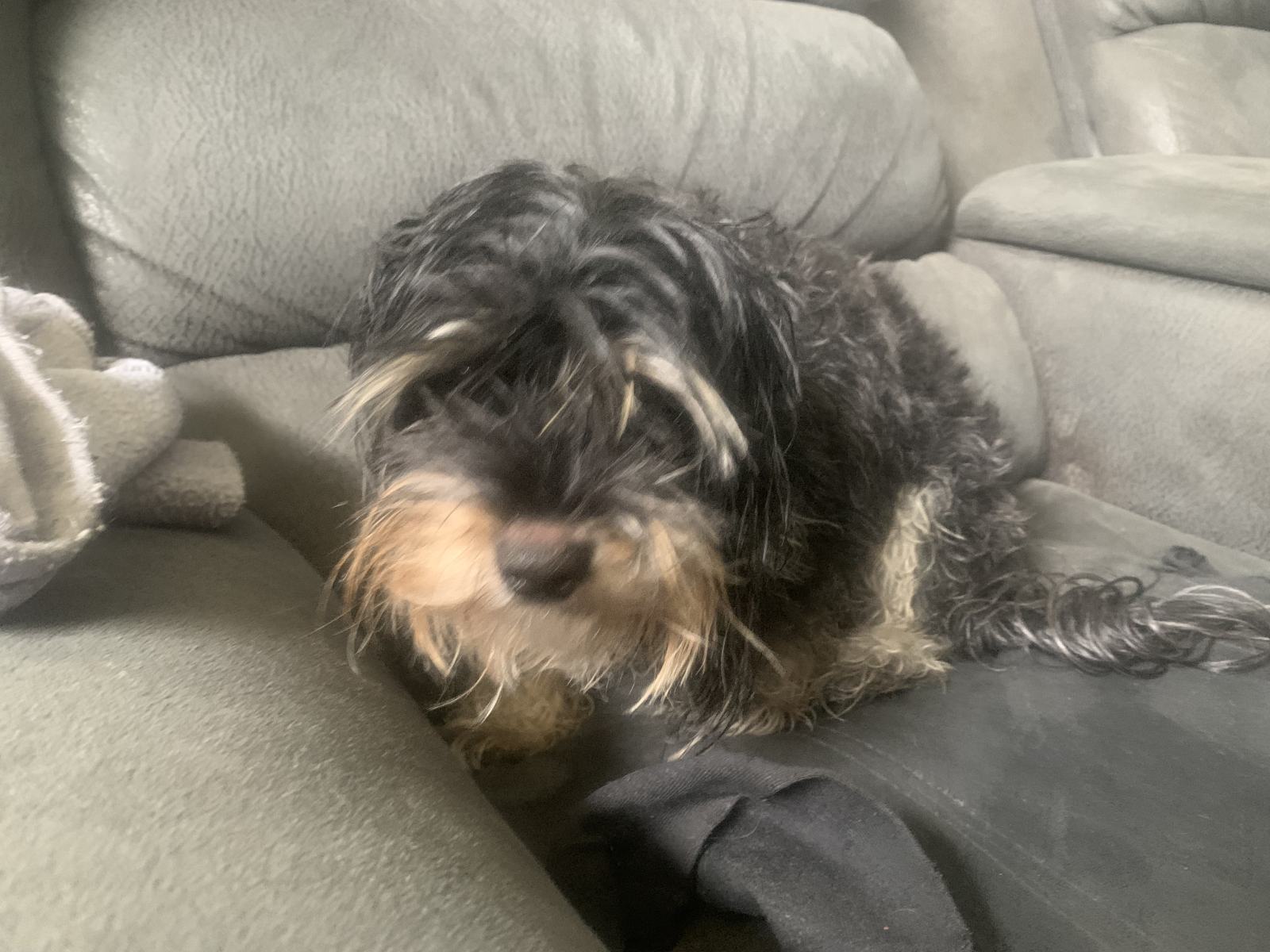 Shaggy Dog S Tale