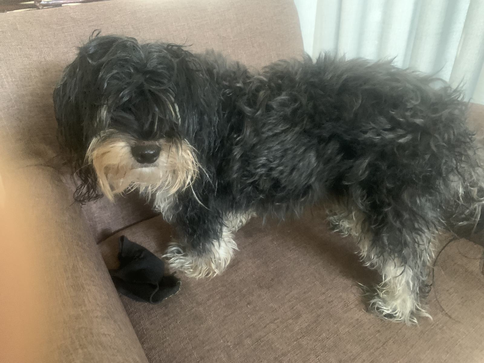 Shaggy Dog S Tale