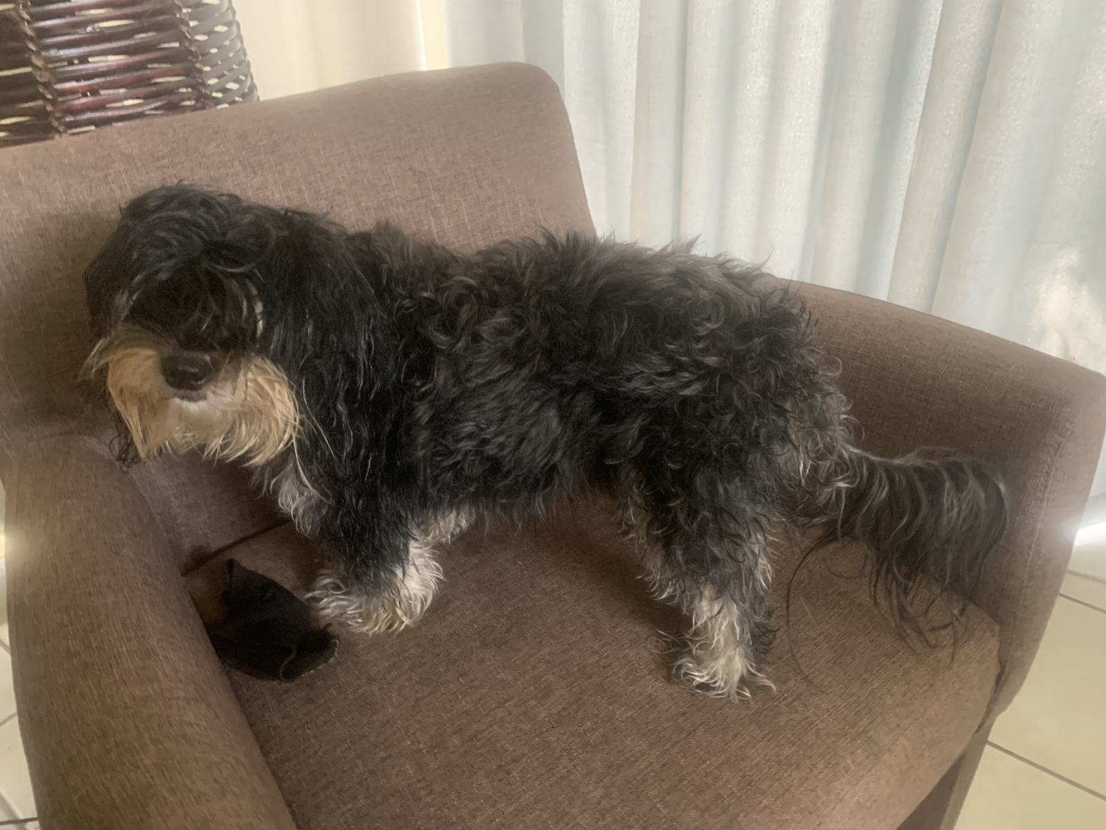 Shaggy Dog S Tale