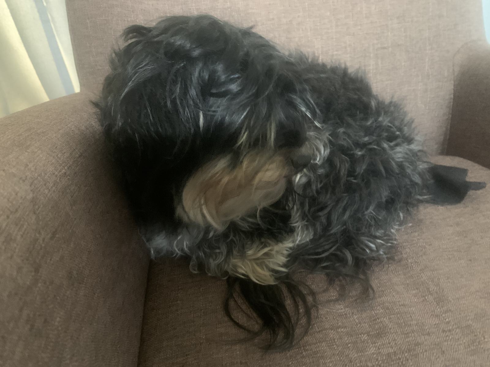 Shaggy Dog S Tale