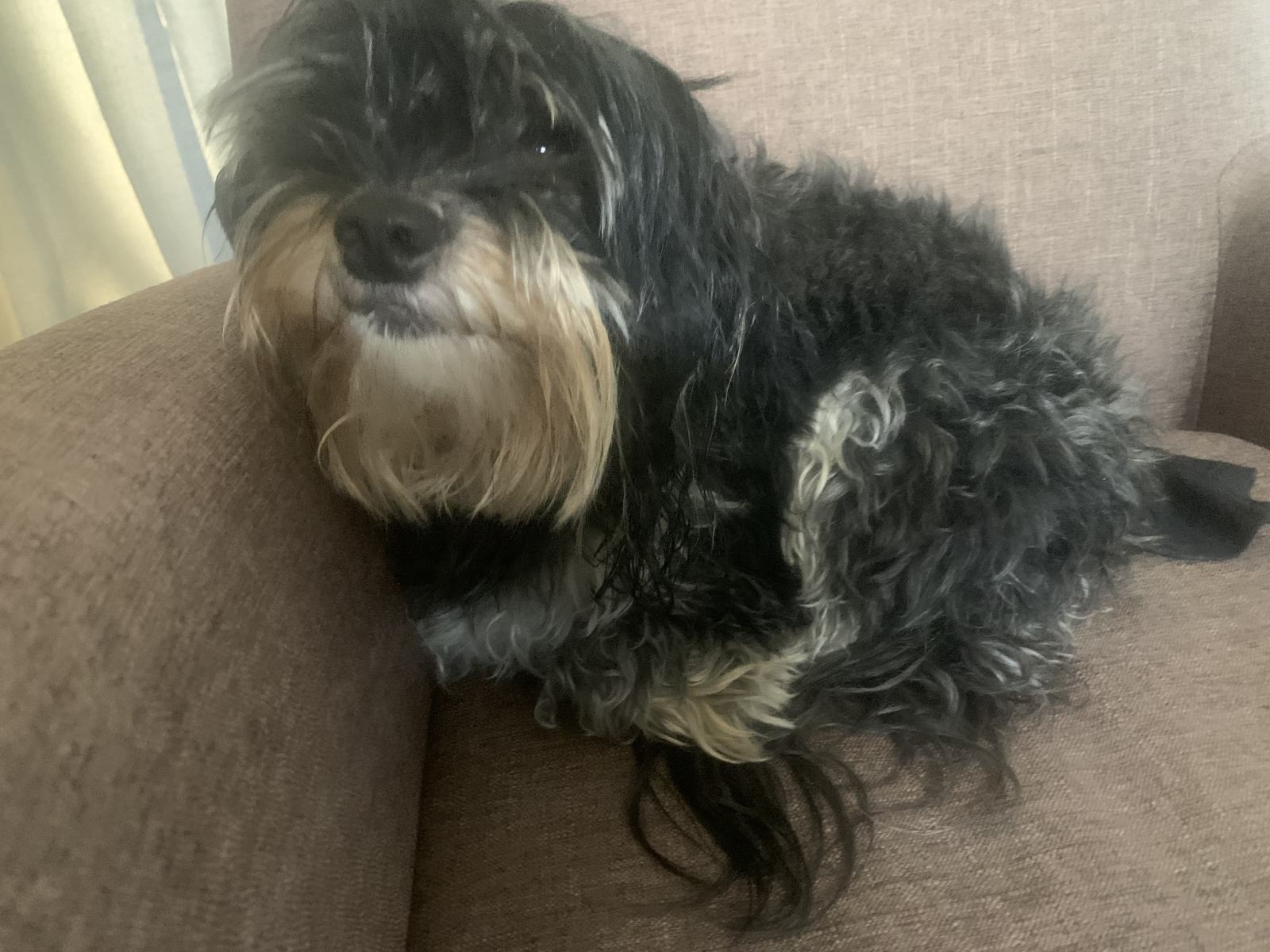Shaggy Dog S Tale
