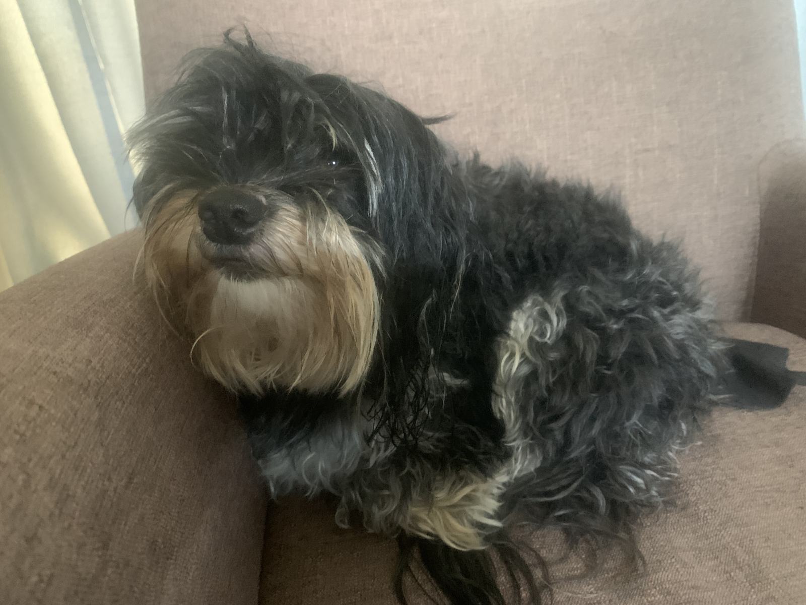 Shaggy Dog S Tale