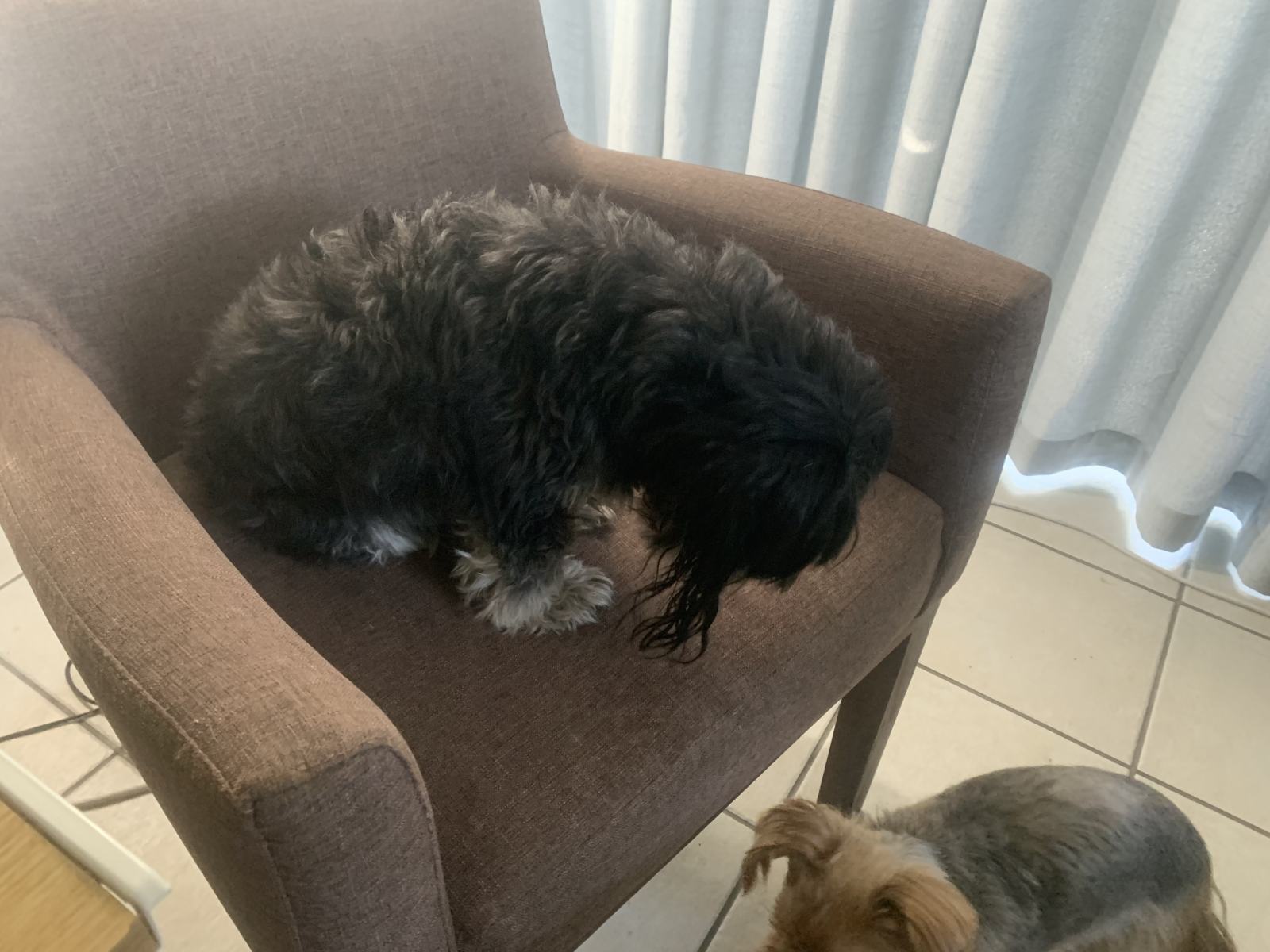 Shaggy Dog S Tale