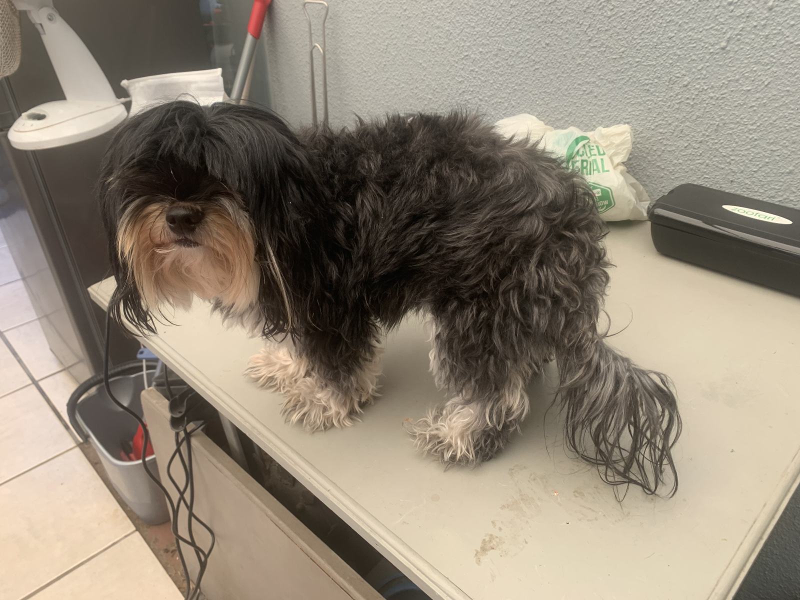 Shaggy Dog S Tale