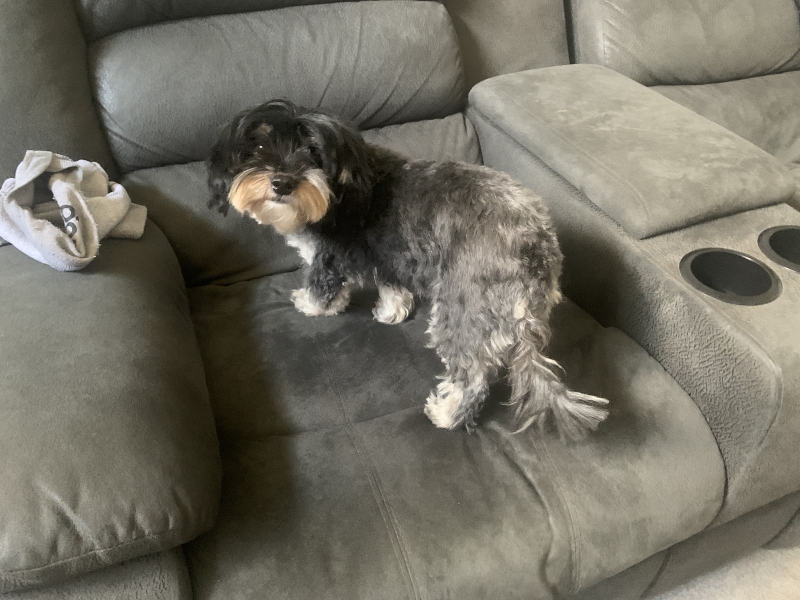 Shaggy Dog S Tale