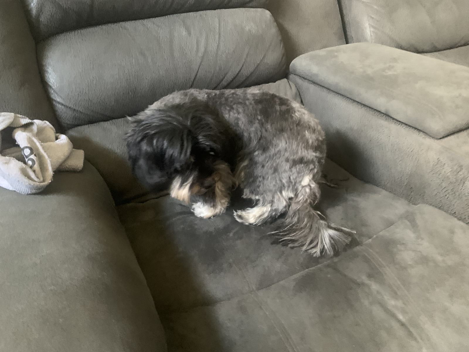 Shaggy Dog S Tale