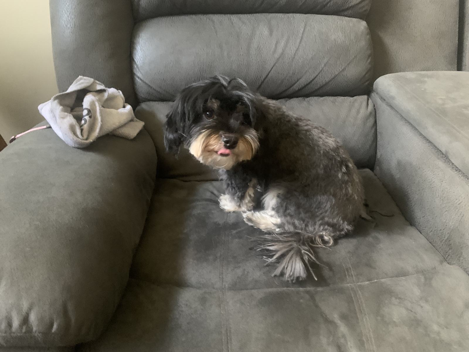 Shaggy Dog S Tale