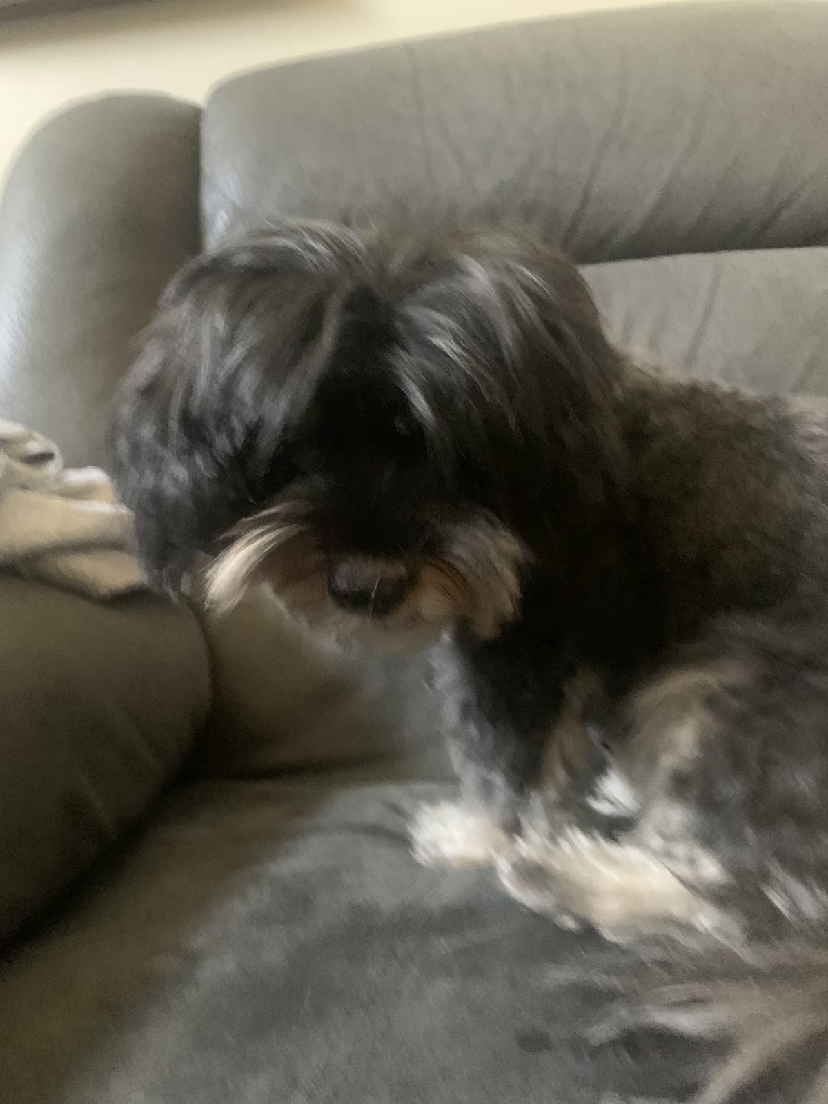 Shaggy Dog S Tale