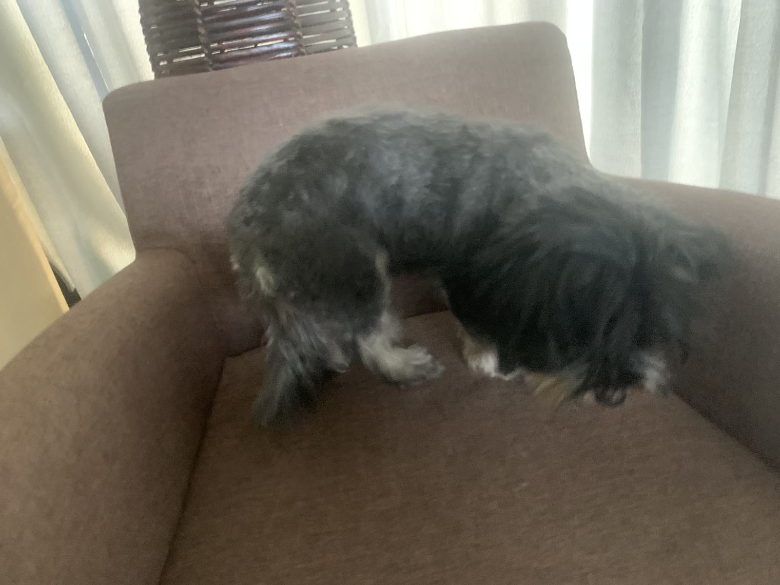 Shaggy Dog S Tale