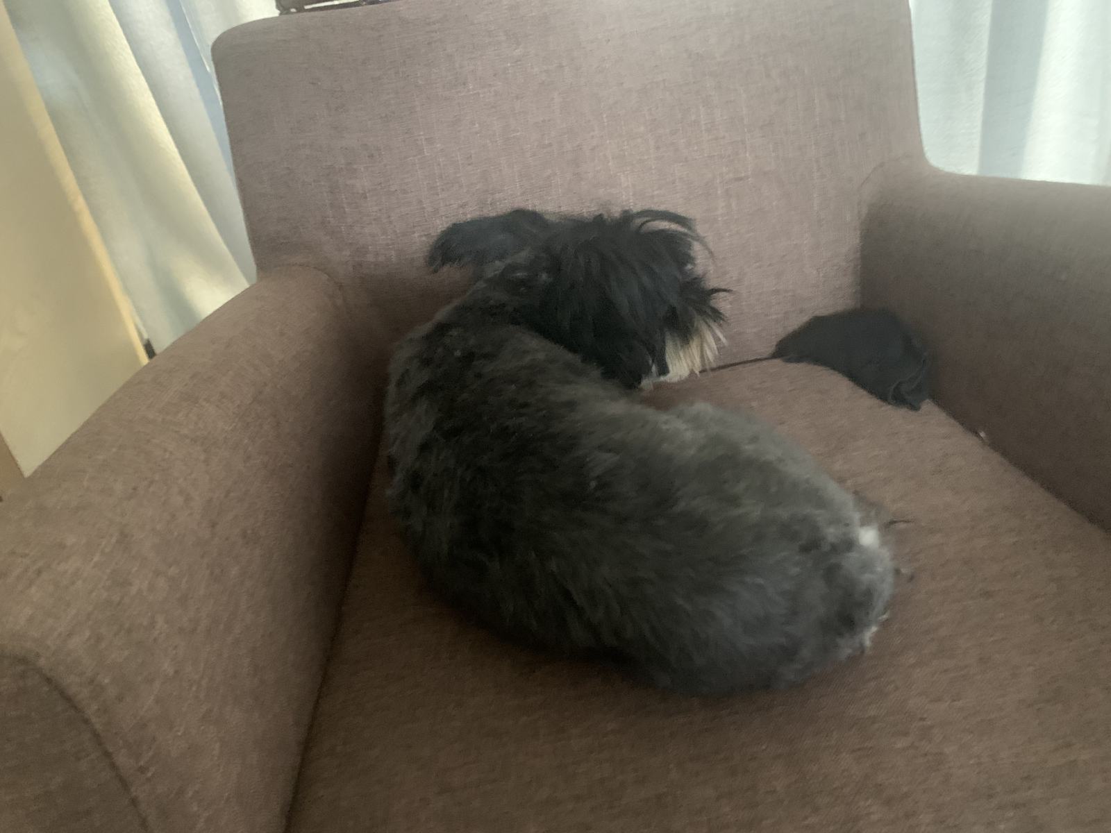 Shaggy Dog S Tale